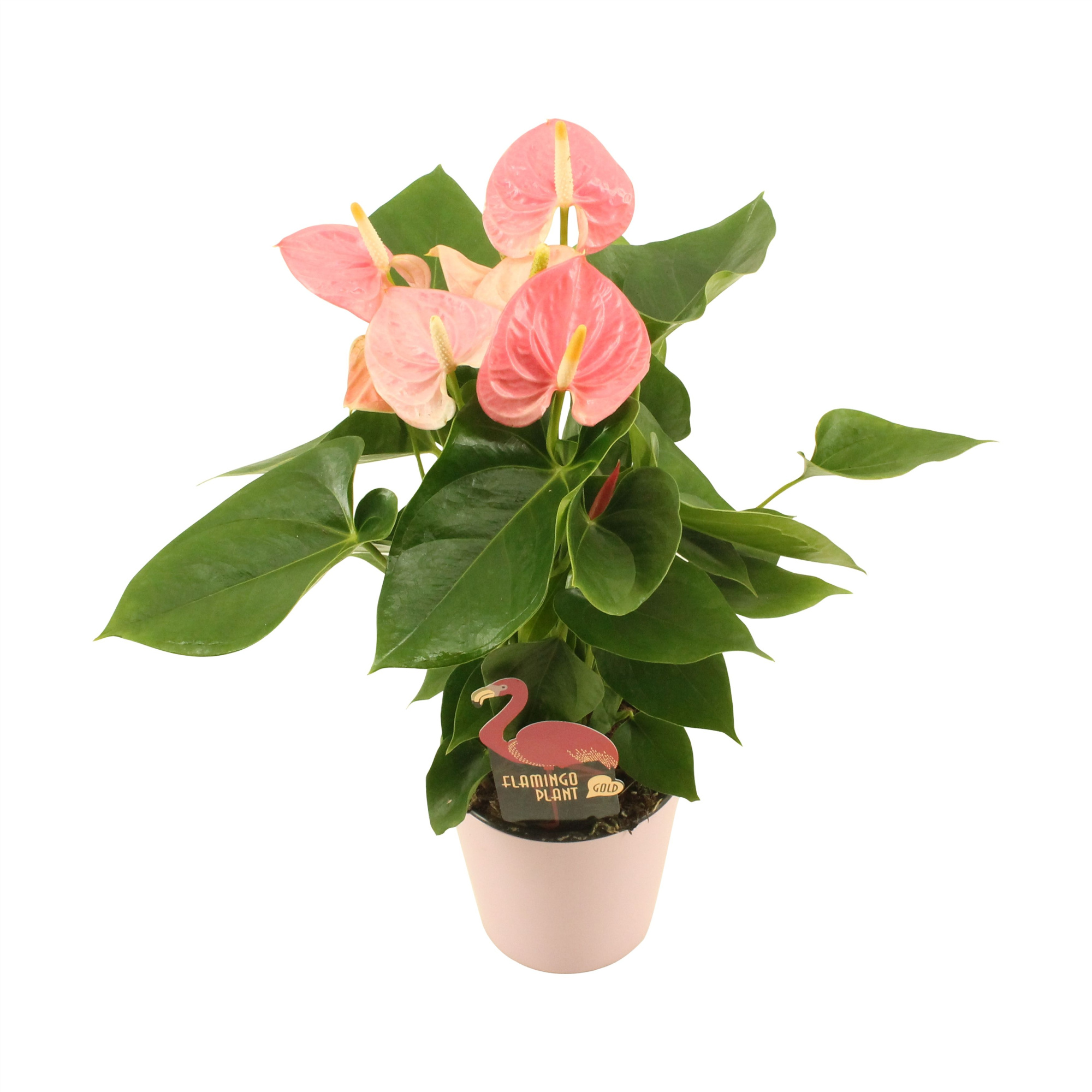 Anthurium XL.61 Sweet Leny 12cm keramiek, D 12
