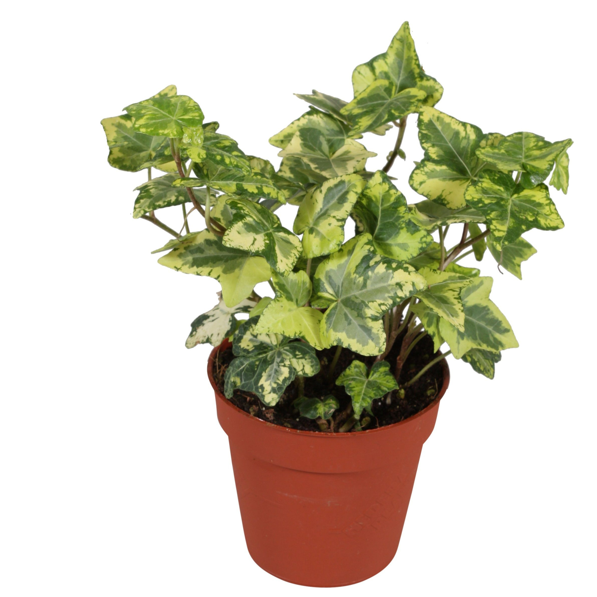 Hedera helix Golden Kolibri, D 9 cm