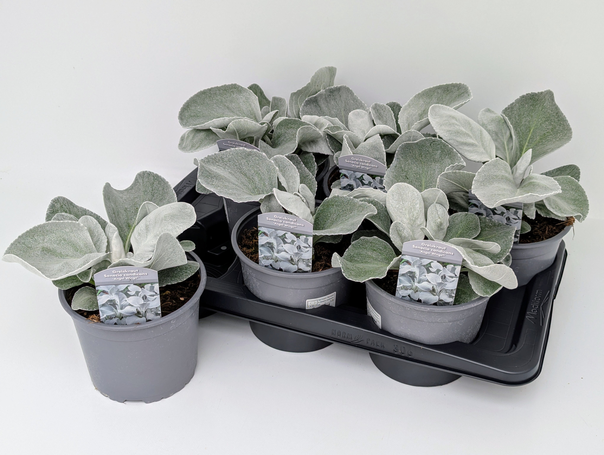 Senecio Angel Wings T17, D 17