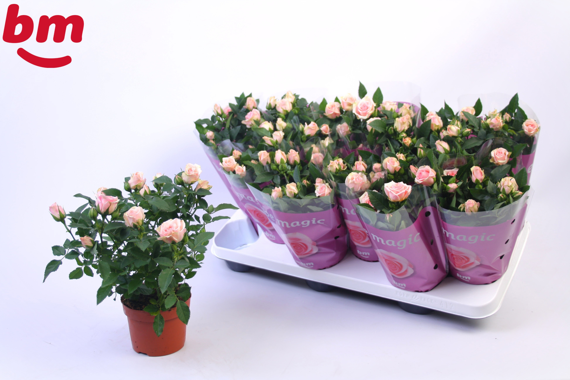 Rosa Retro Jewel Beau Monde (10,5cm), D 10,5