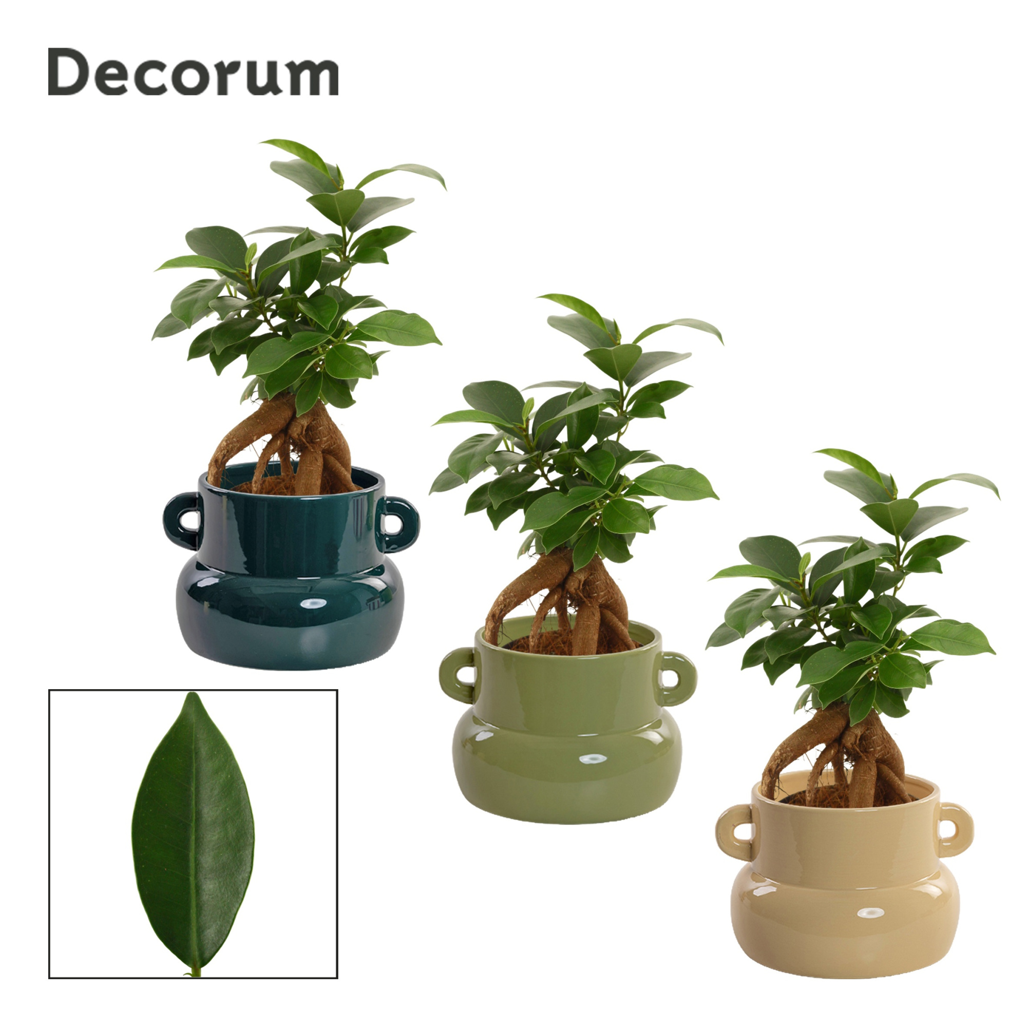 Ficus Ginseng 9 cm Retusa in Lucy (Top blend-collection), D 9 cm