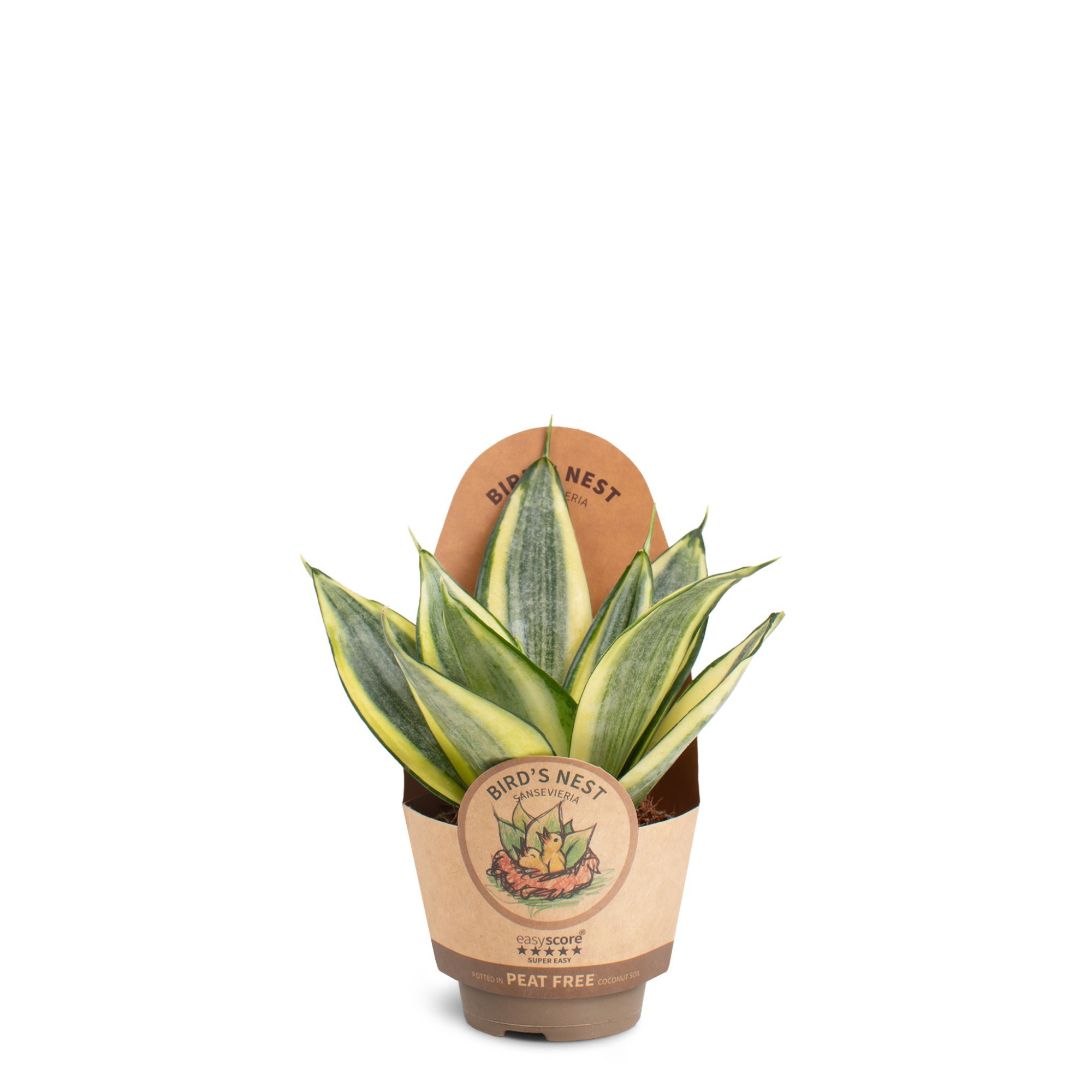 Sansevieria Hahnii Golden, D 6