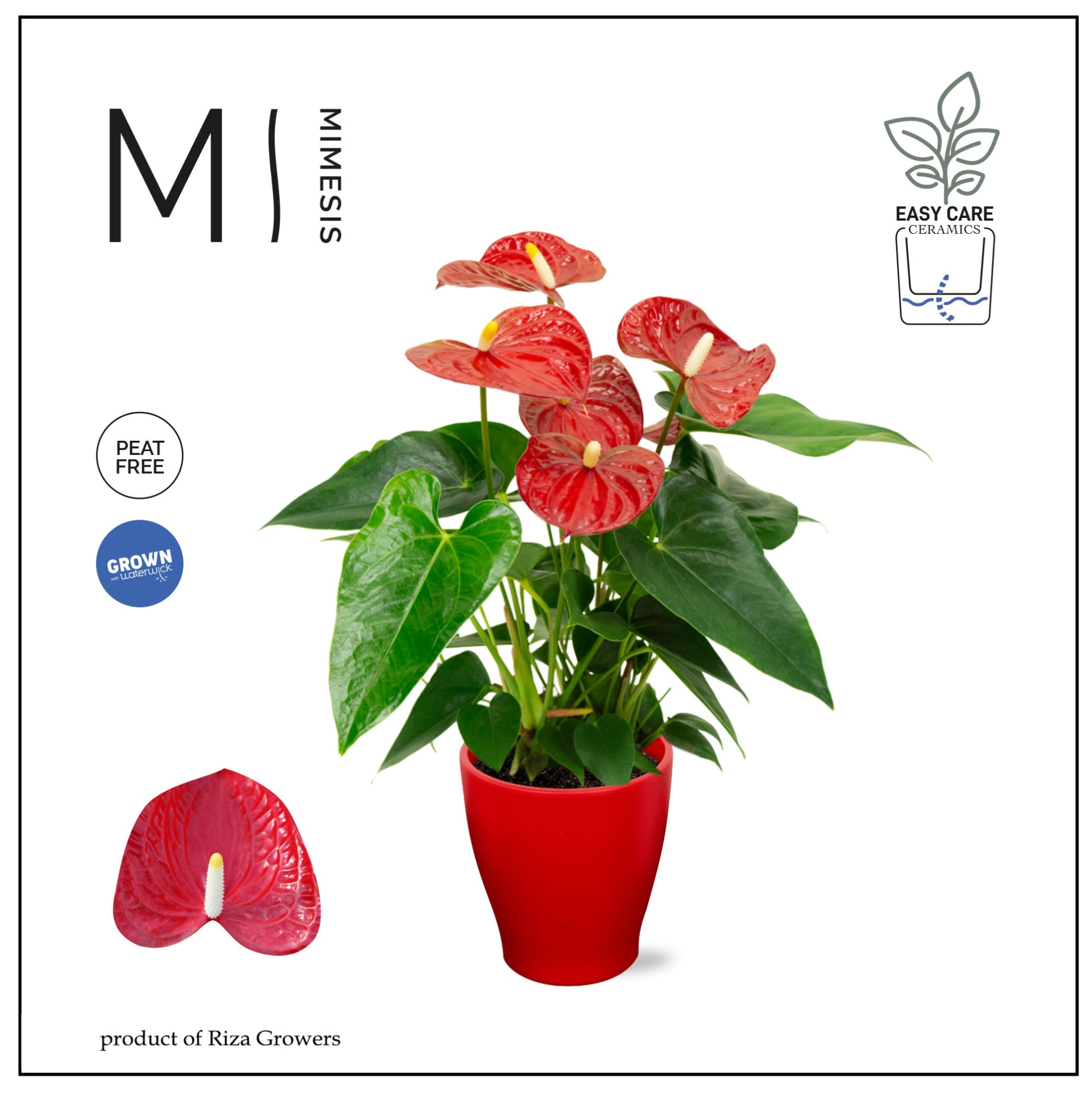 Mimesis Anthurium KARMA Red - Carolina Red, D 12