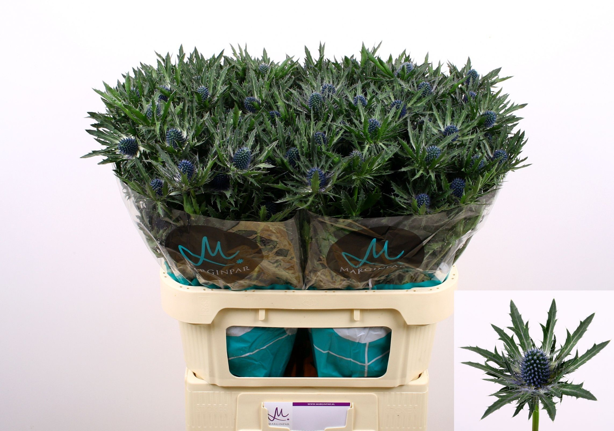 Эрингиум Орион Кьюстар 80, шт.