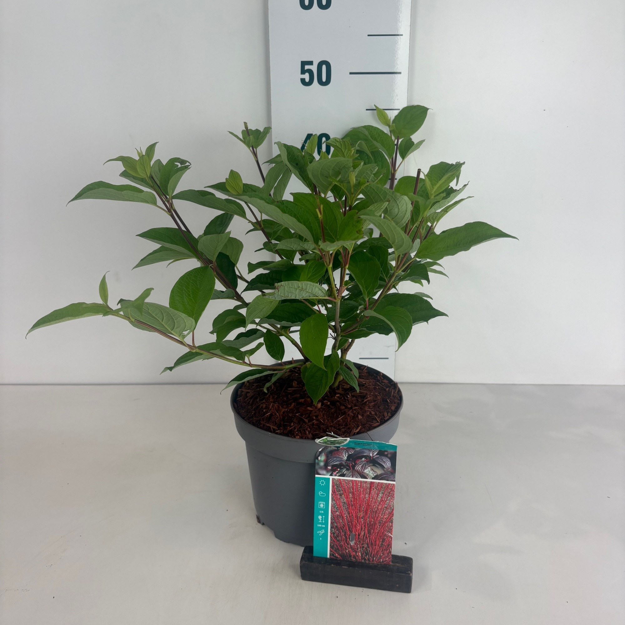 Cornus alba Sibirica, D 20 cm