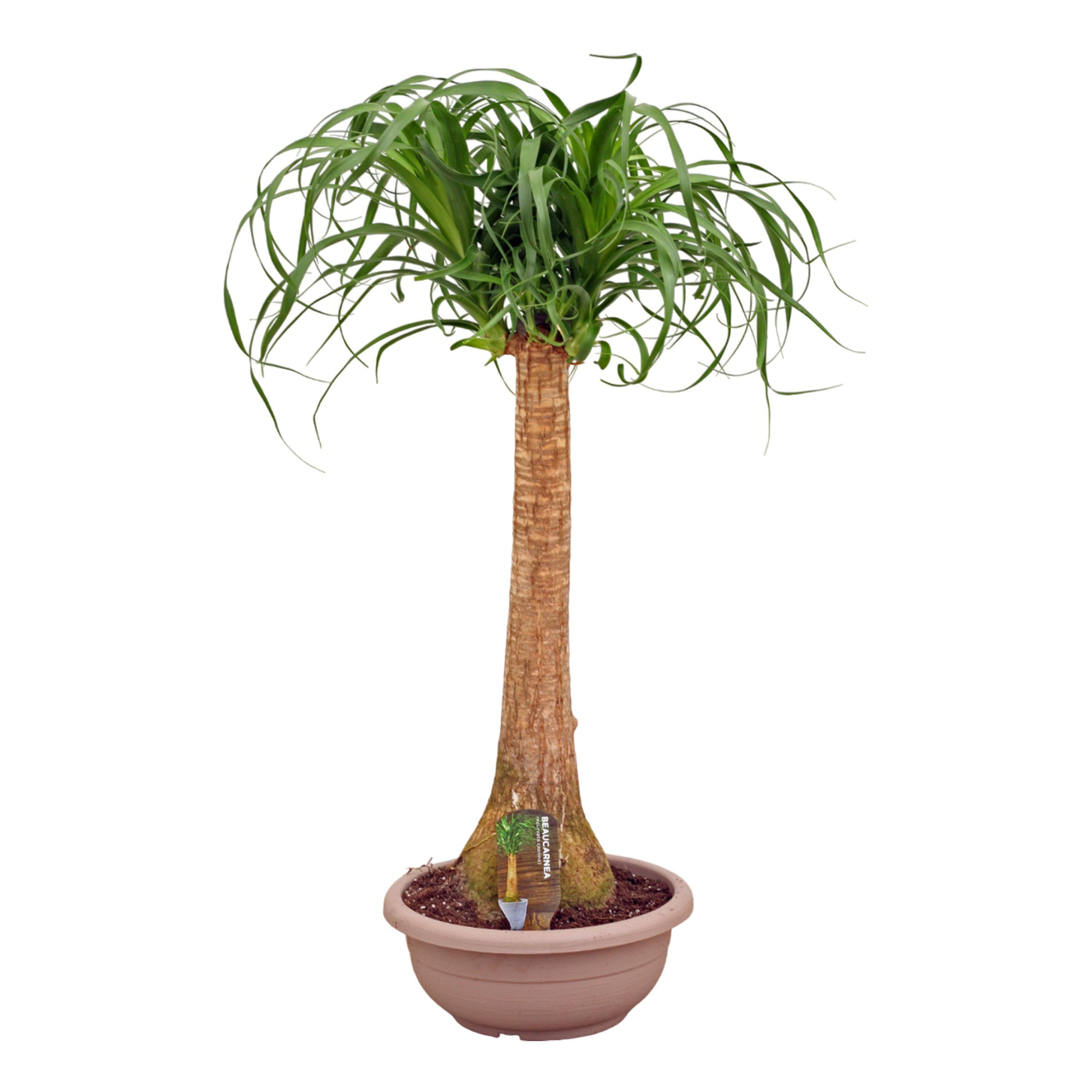 Beaucarnea recht compact 30 cm, D 30 cm