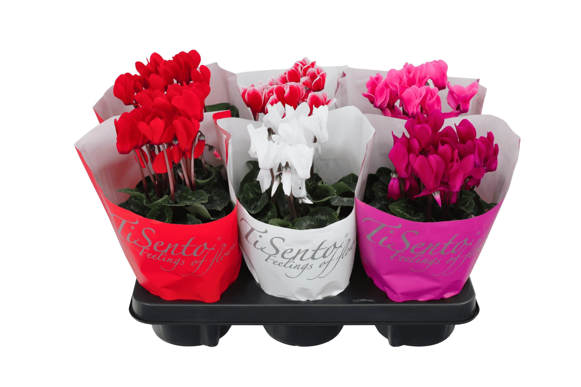 Cyclaam 12 cm Mix papieren hoes, D 12 cm