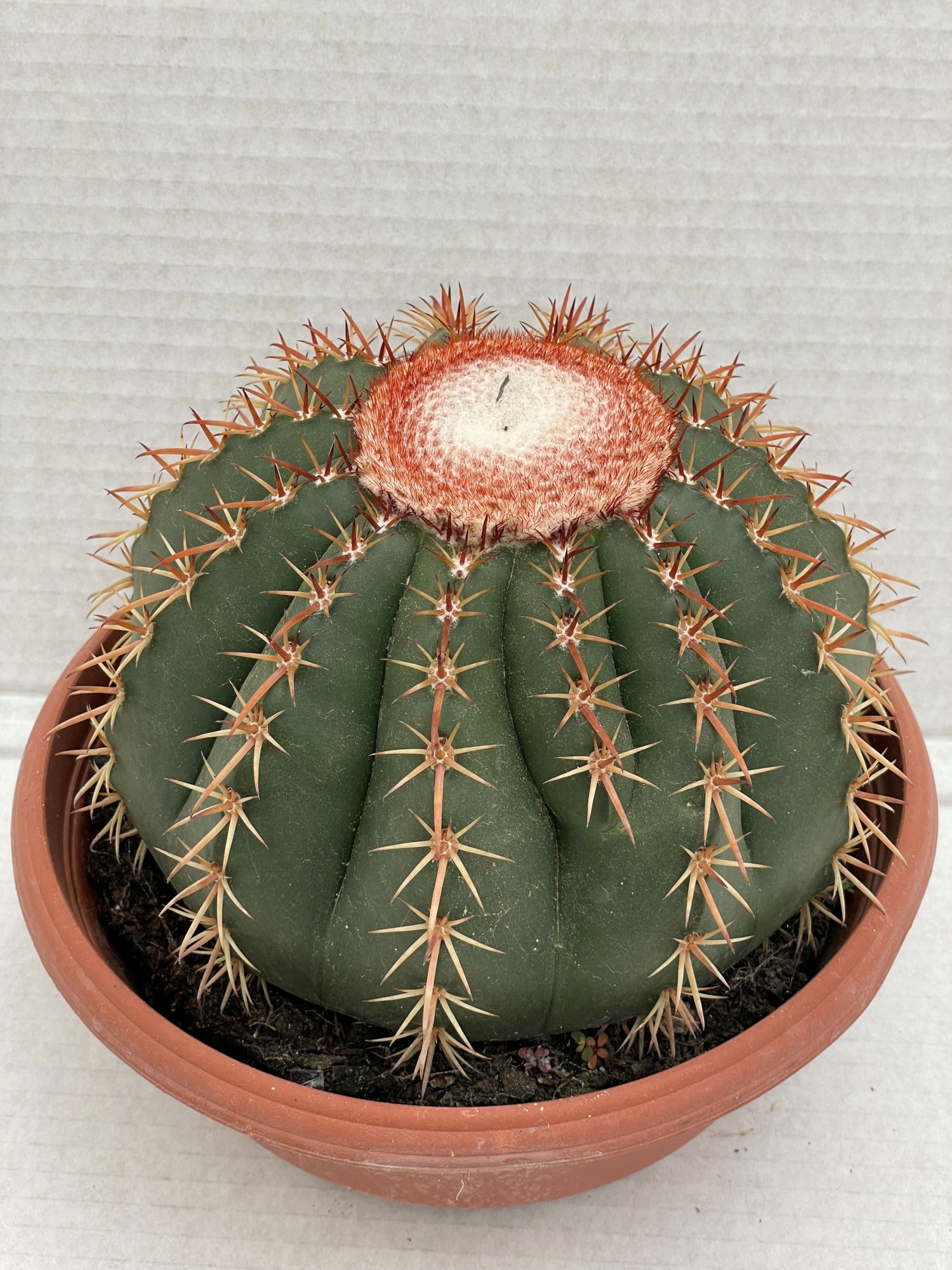249 Melocactus Brevispinus 23 cm, D 23 cm
