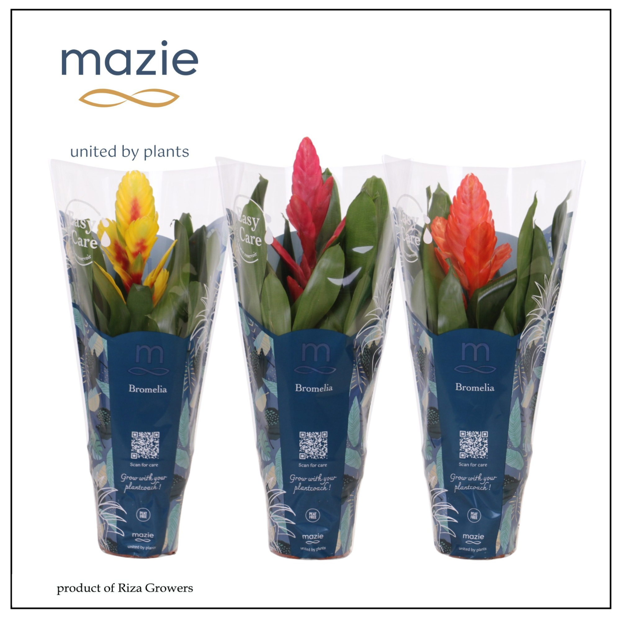 Vriesea Mix - 12cm | Mazie, D 12 cm