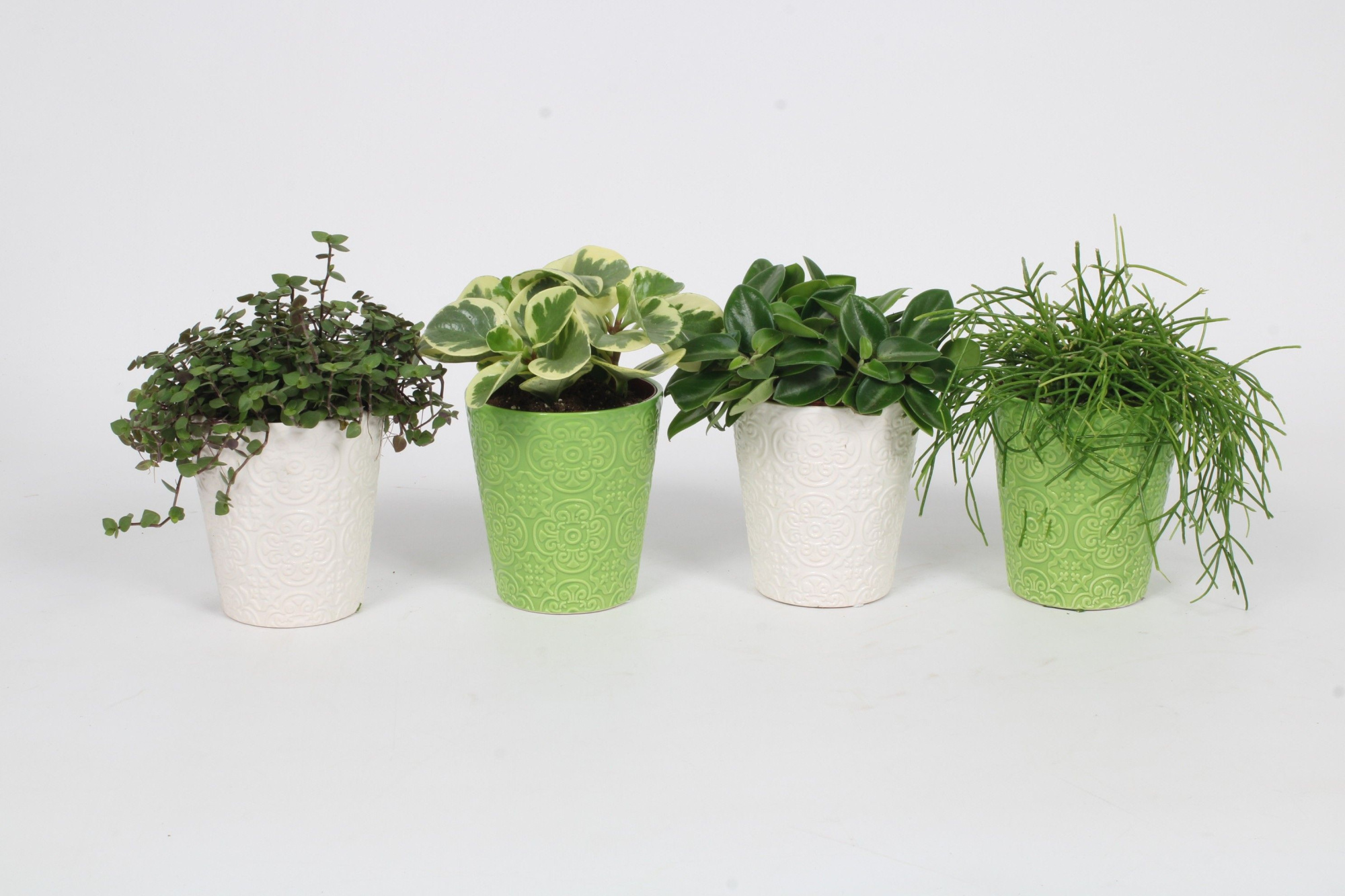 Groen Mix 12cm - Compact - Flowervaas B, D 12 cm