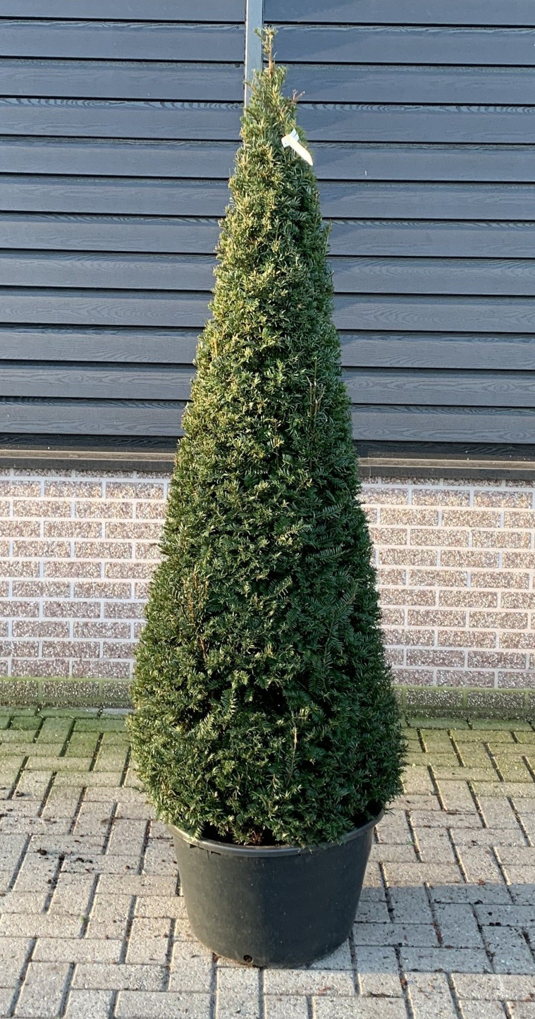 Taxus baccata --kegel 190-200cm, D 55