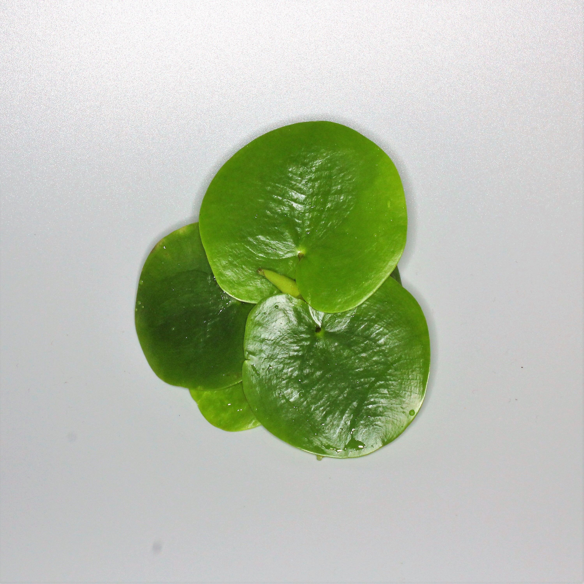 206-nymphoides peltata met deksel (plomp), D 13 cm