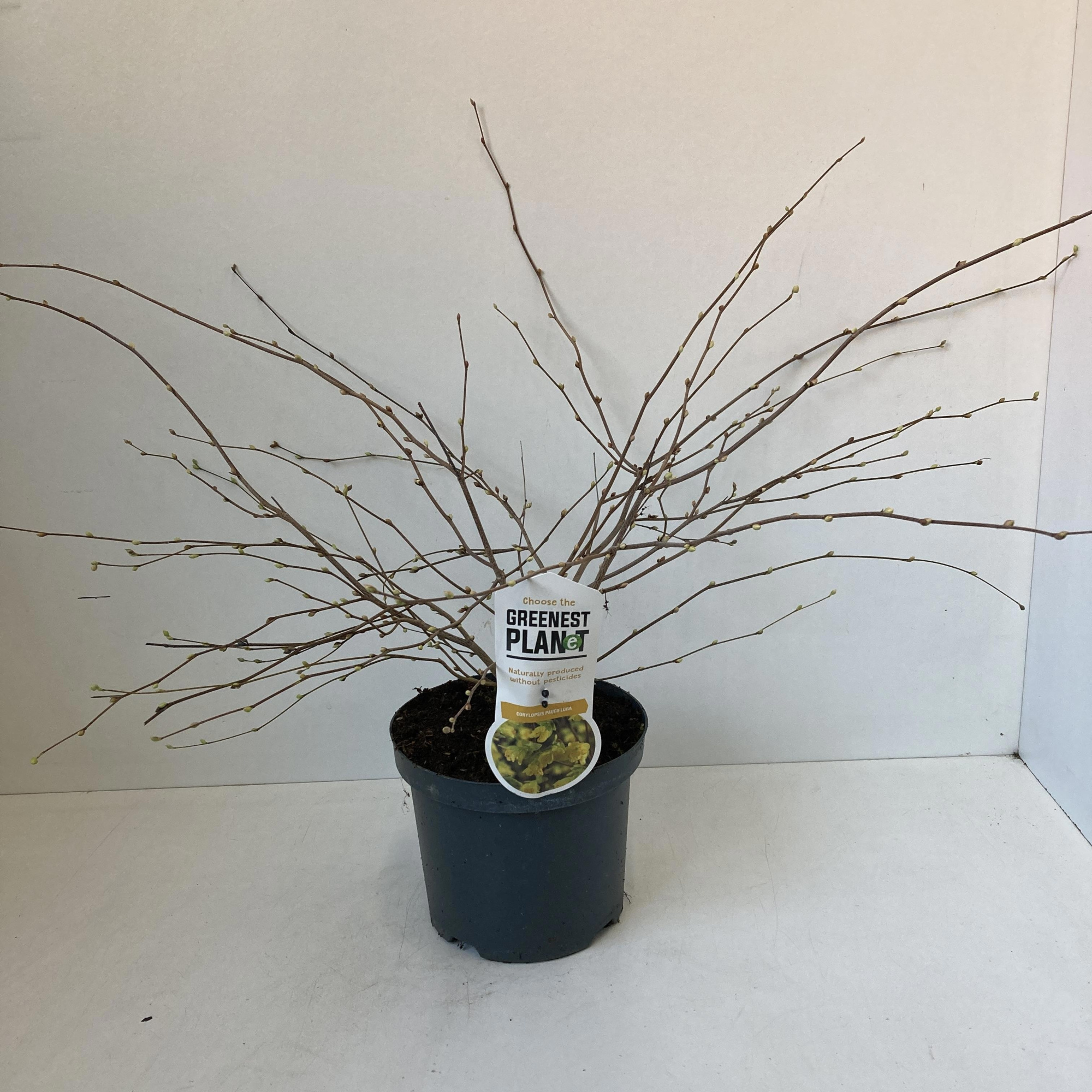 Corylopsis pauciflora, D 19