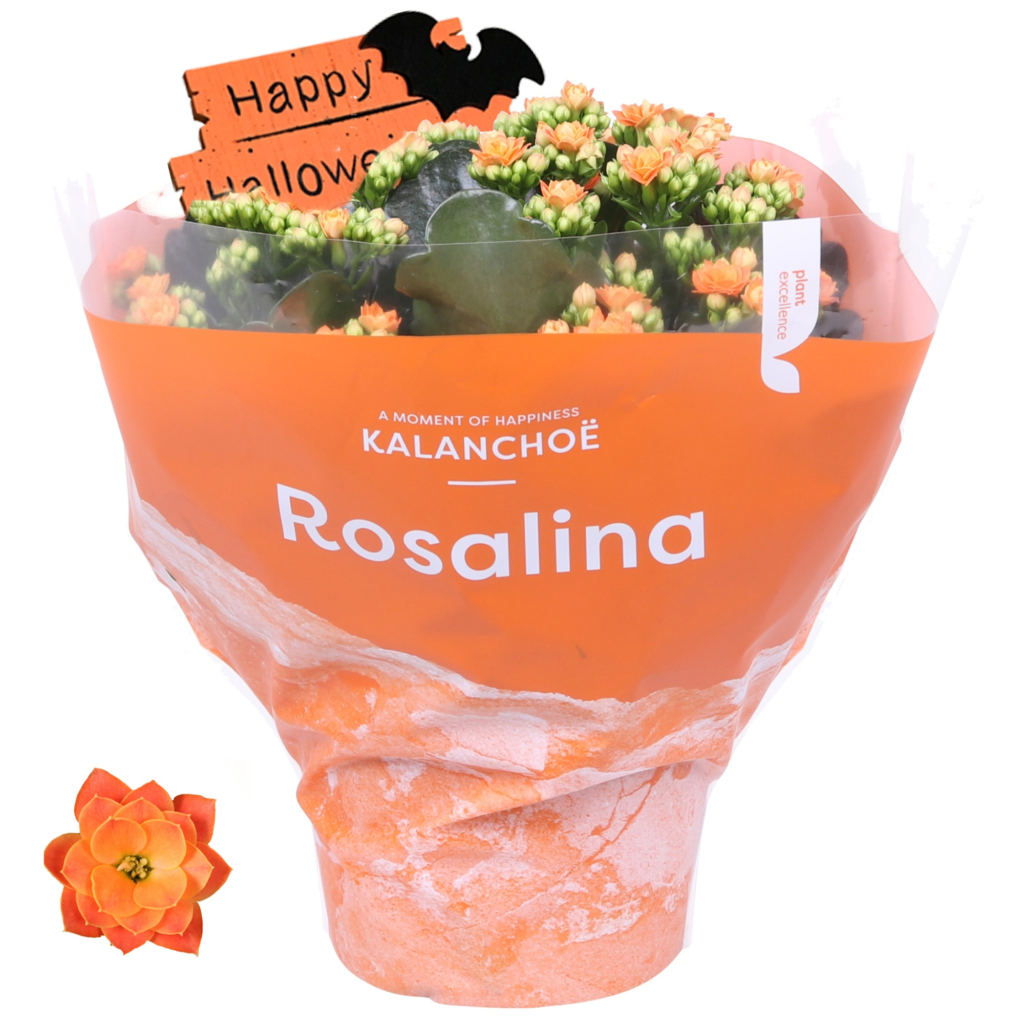 Kalanchoe Rosalina 15cm TST Don Pedro met halloweensteker, D 15 cm