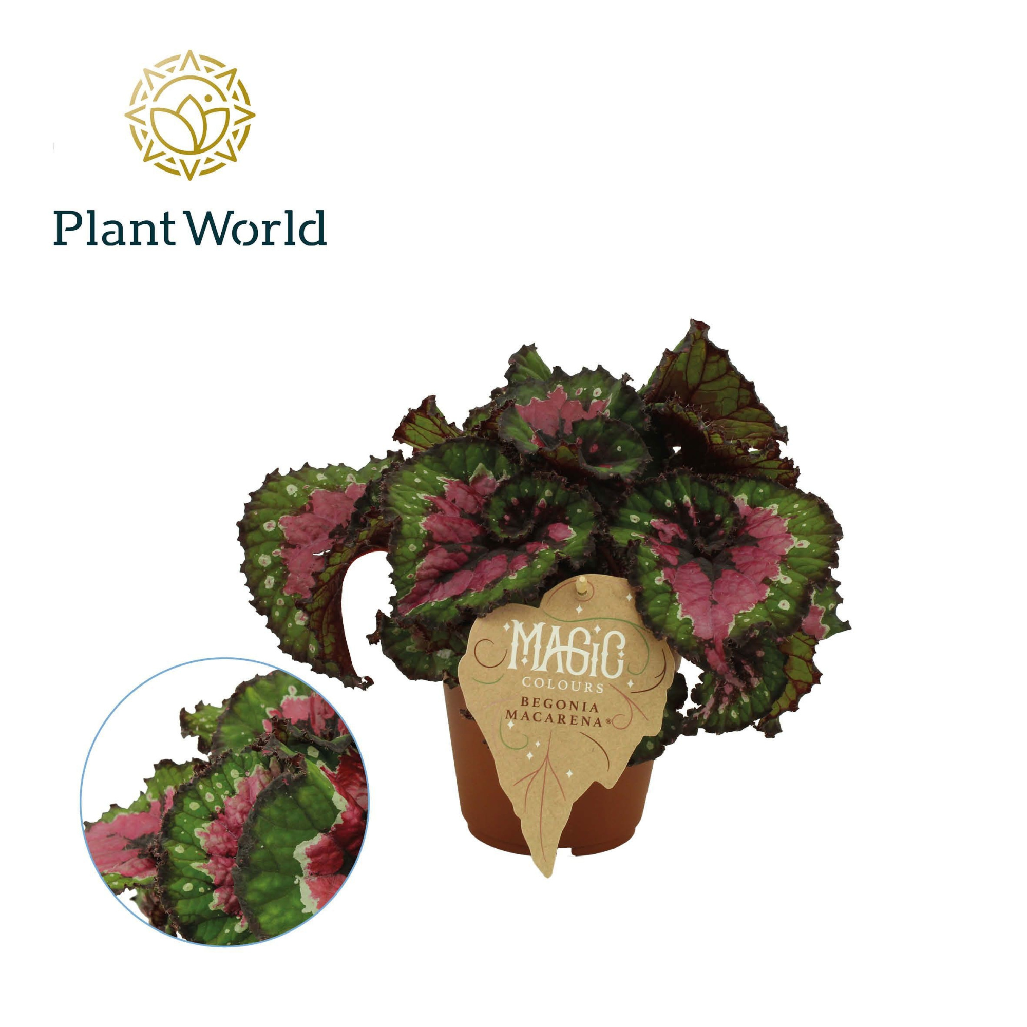 Begonia rex Macarena, D 12 cm