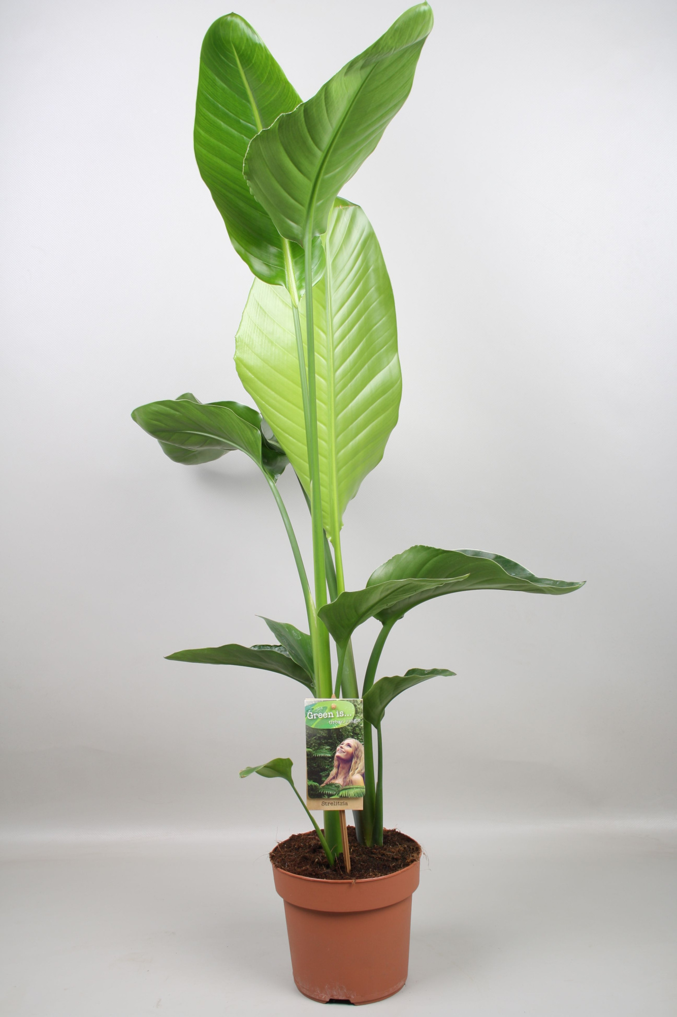 Strelitzia nicolai - H80-85, D 17 cm