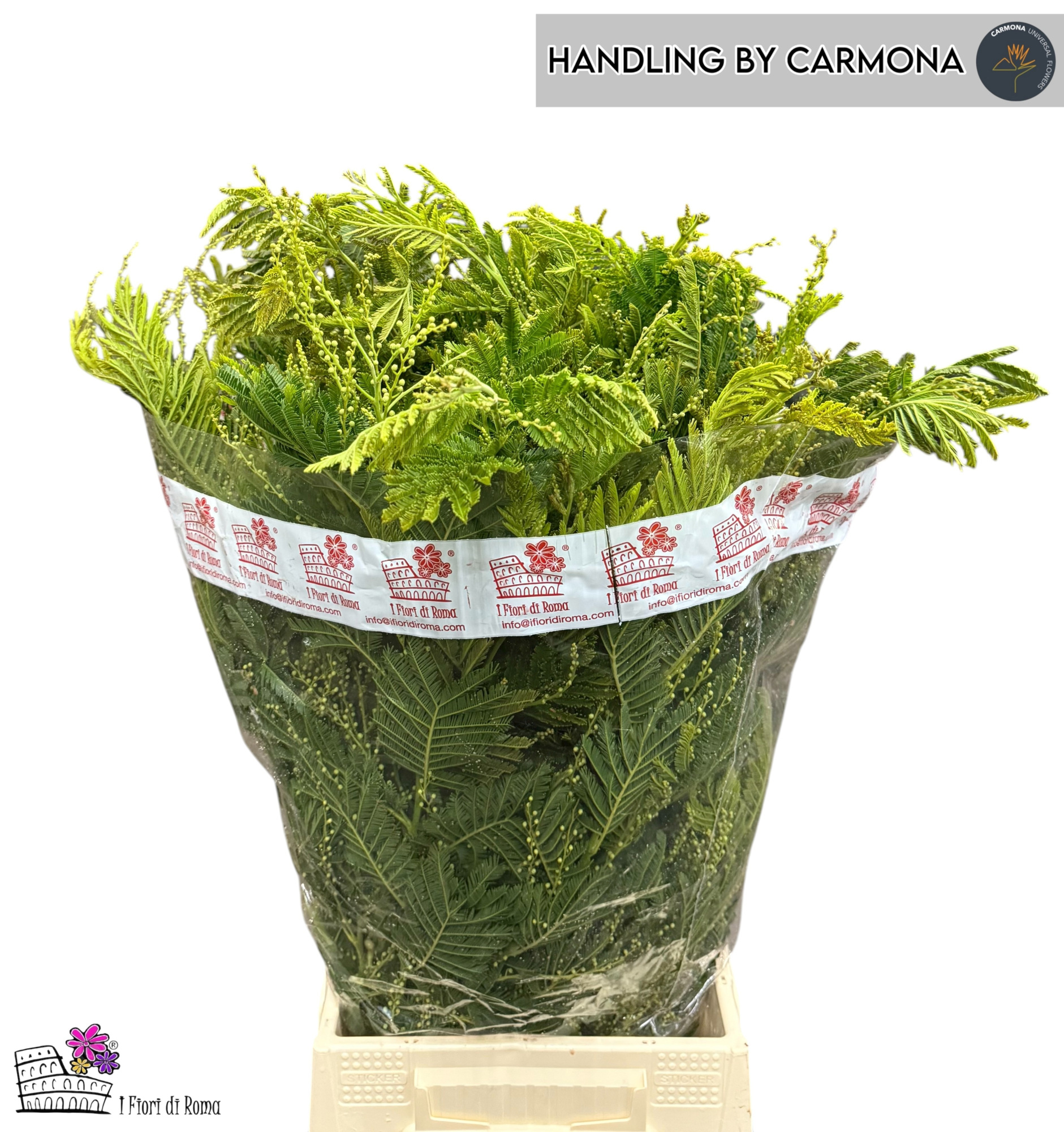 Мимоза Балеана за пучок 60, пуч.