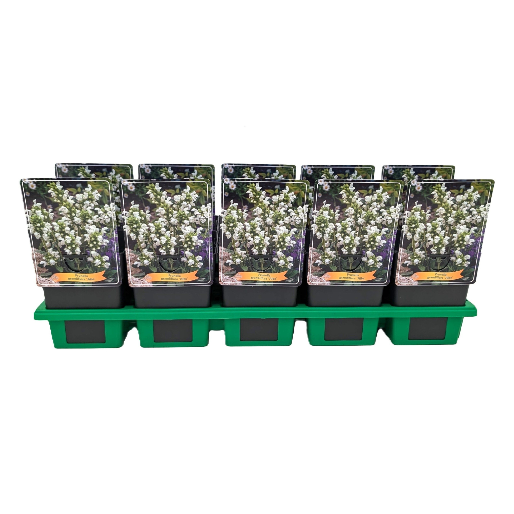 Prunella grandiflora 'Alba' P11, D 11 cm