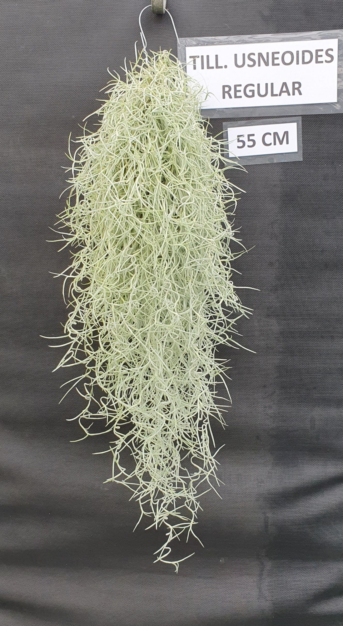 Tillandsia Usneoides Regular (spaans mos), D 55 cm