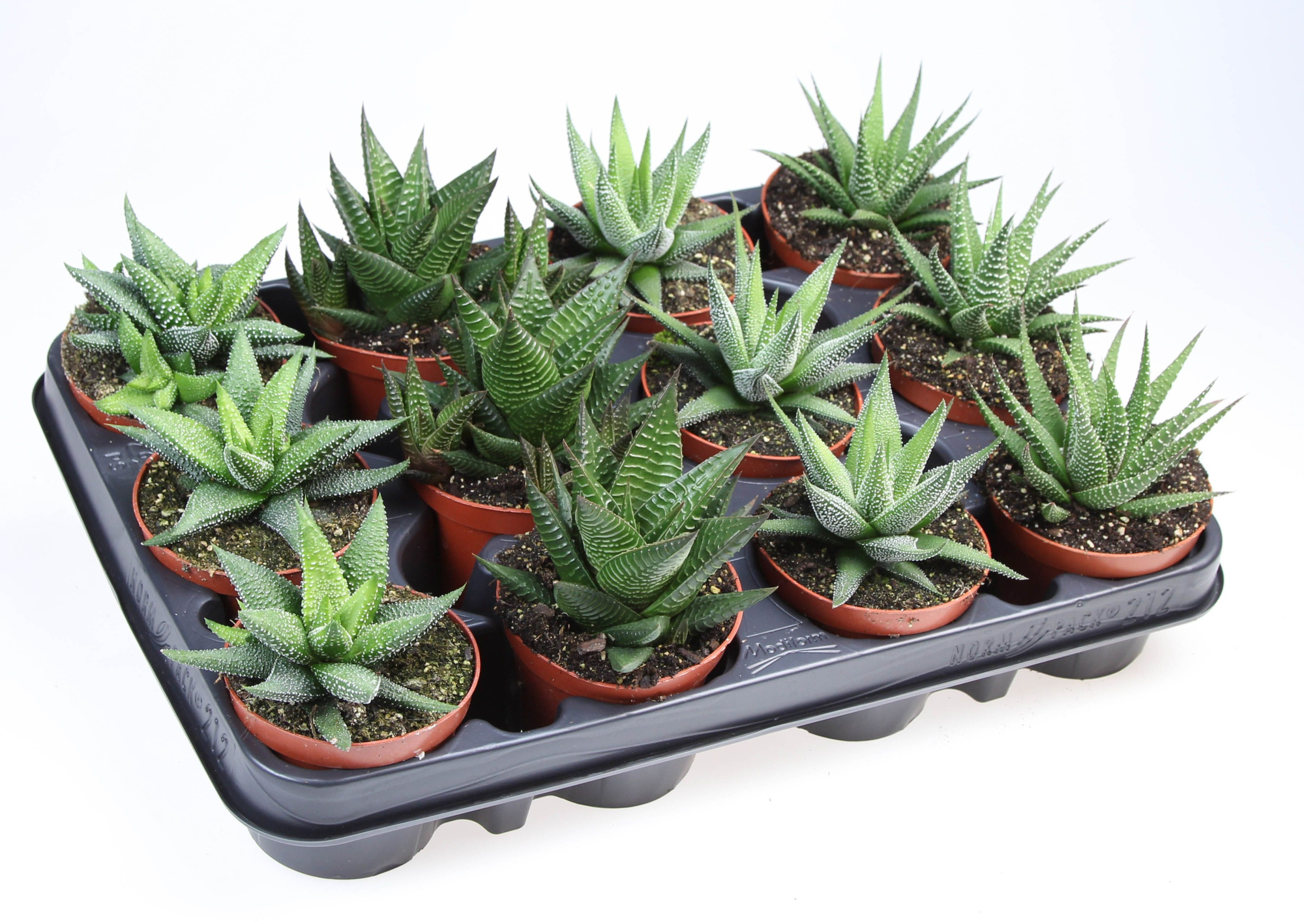 Haworthia op rij, D 8,5