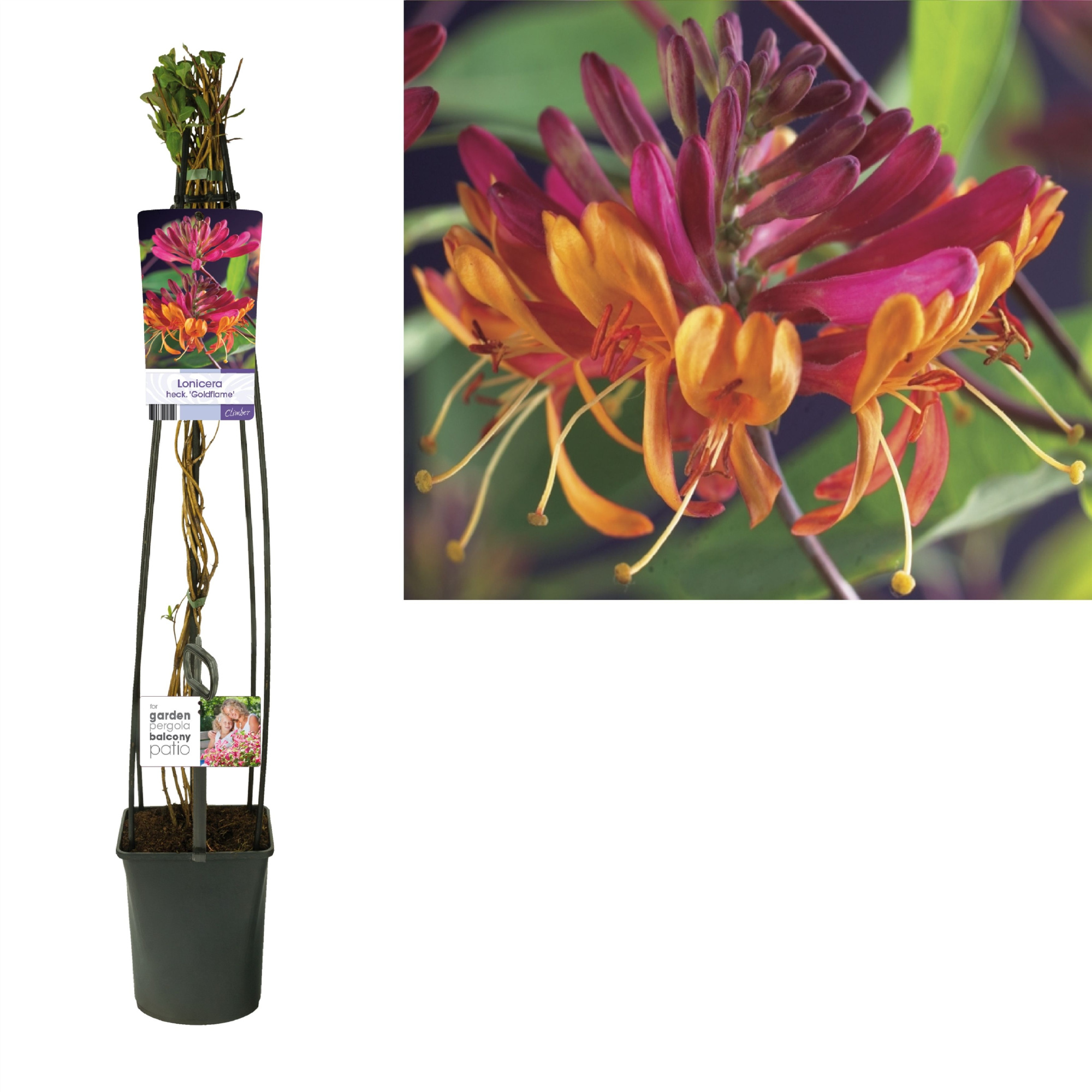 Lonicera heckrottii 'Goldflame' +light label, D 23 cm