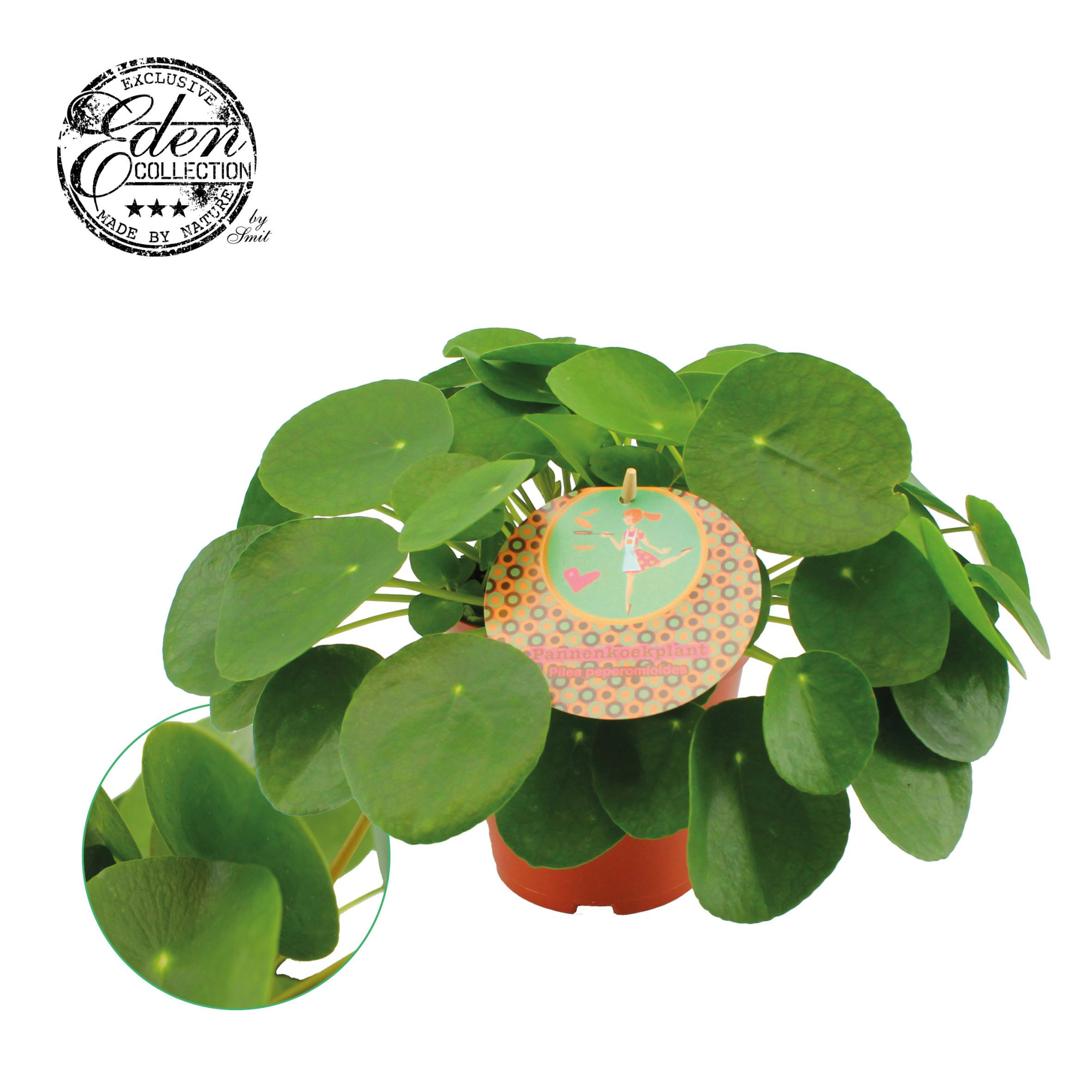 Pilea Peperomioides 15cm Nederlands etiket, D 15 cm