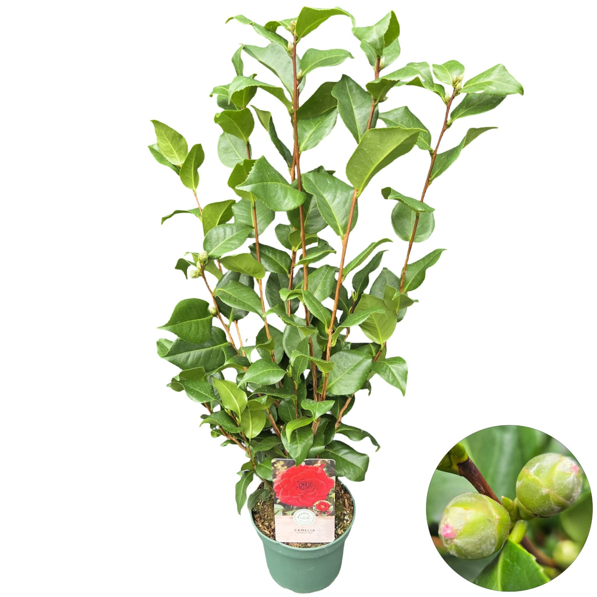Camellia jap. 'Red', D 19