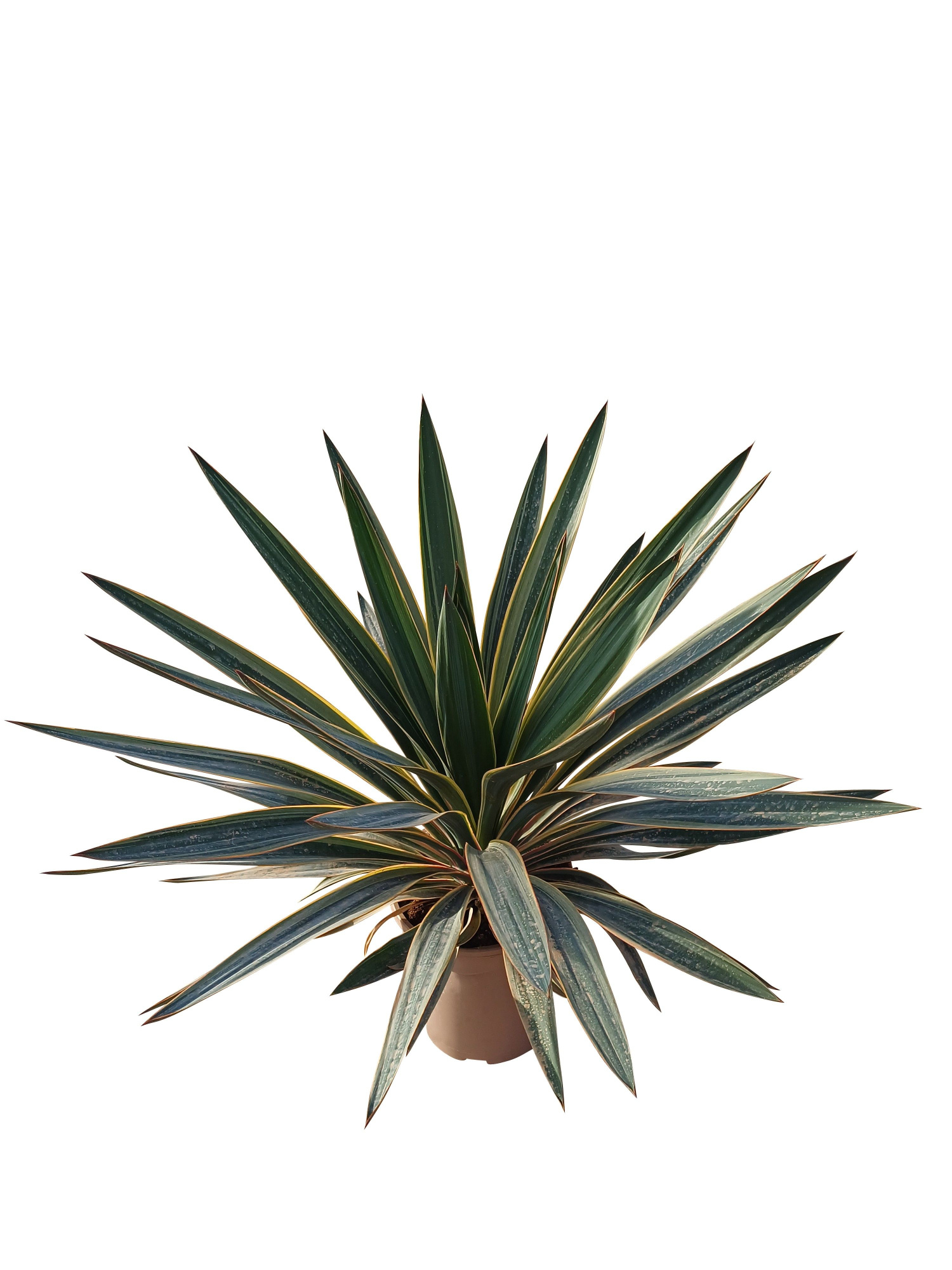 Yucca gloriosa variegata C20, D 20 cm