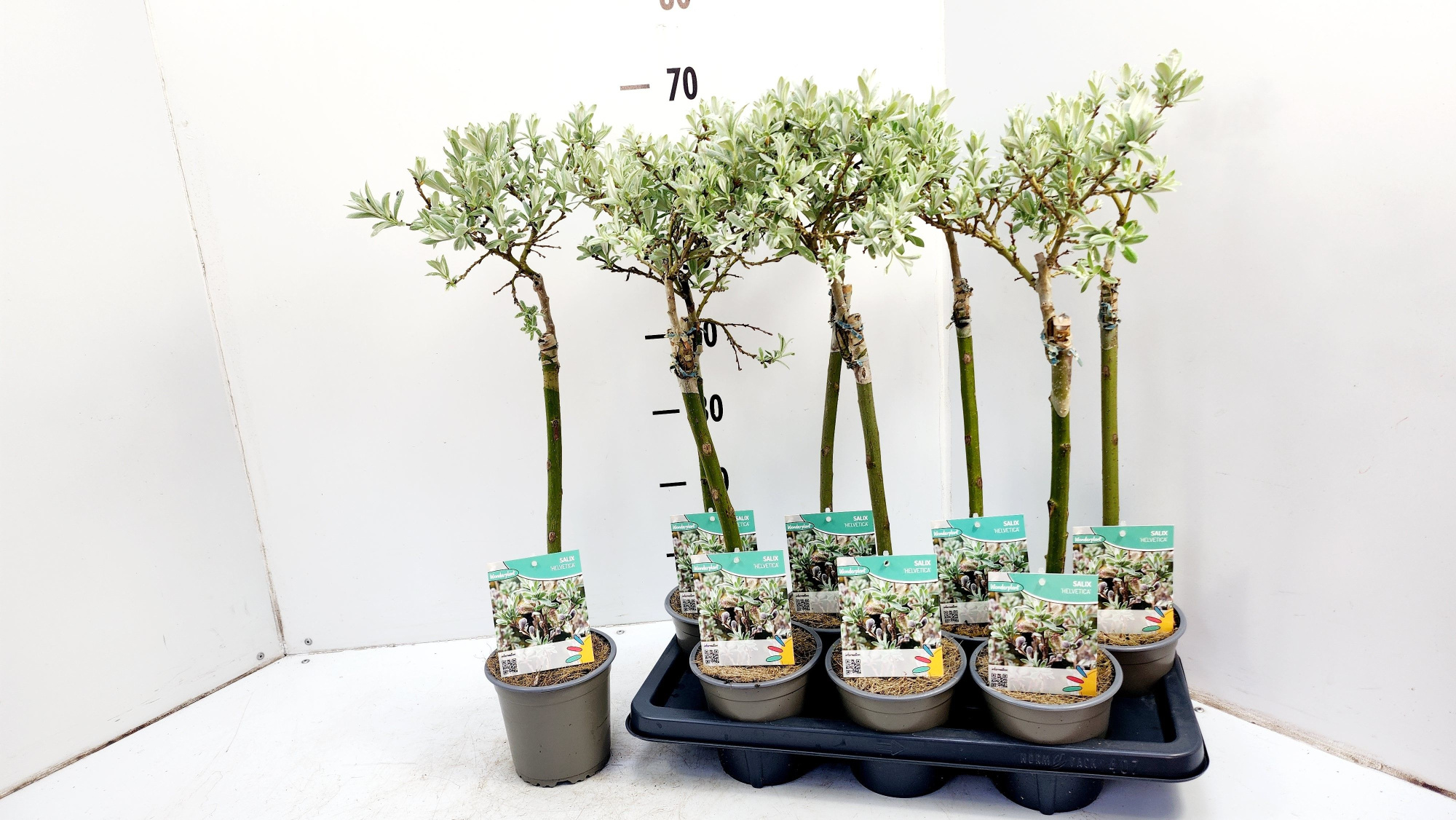 Salix Helvetica, D 14 cm