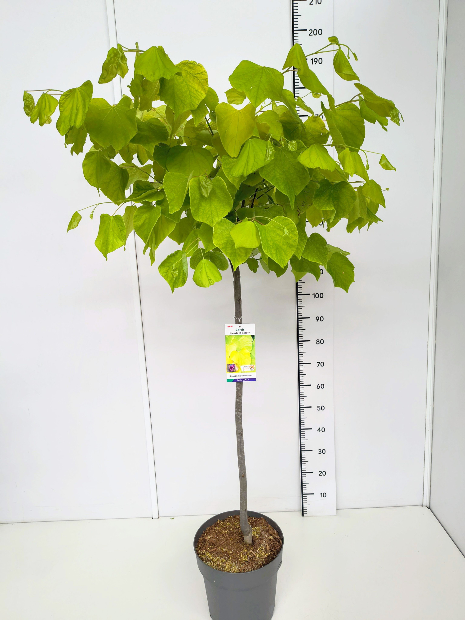 Cercis can. 'Hearts of Gold' 100CMSTC12, D 30 cm