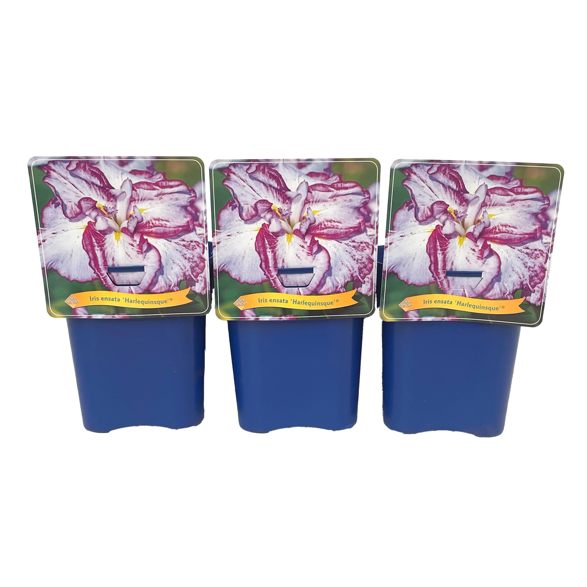 Iris ensata 'Harlequinsque' ® C5, D 21 cm