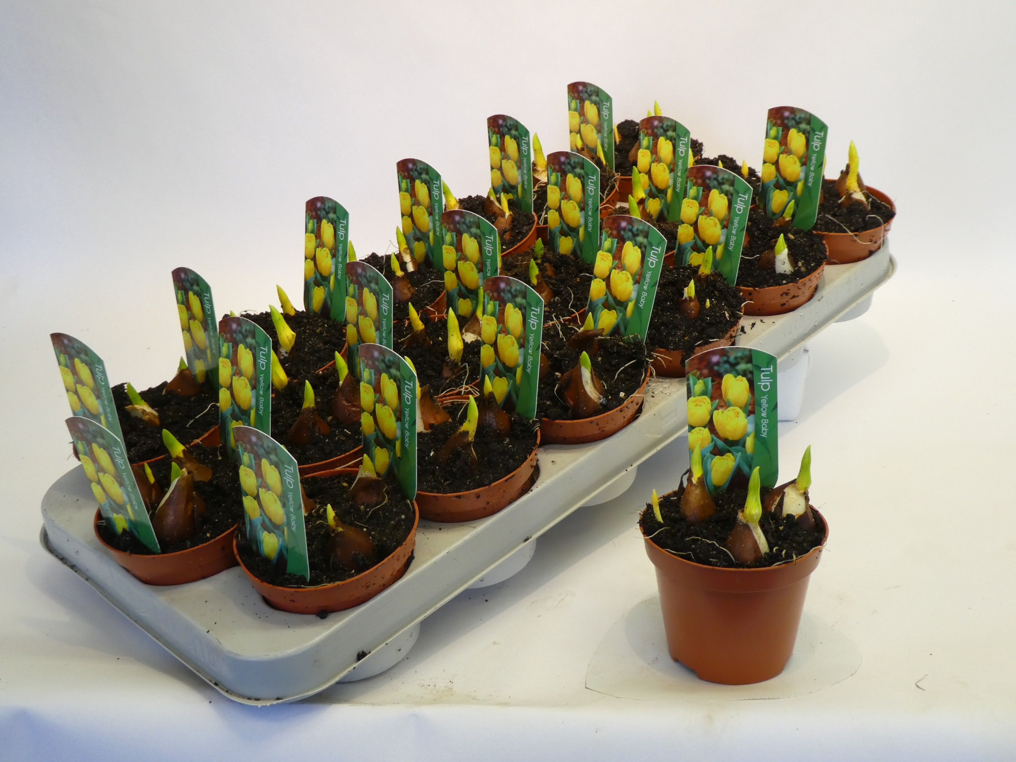 Tulipa 'Yellow Baby', D 9