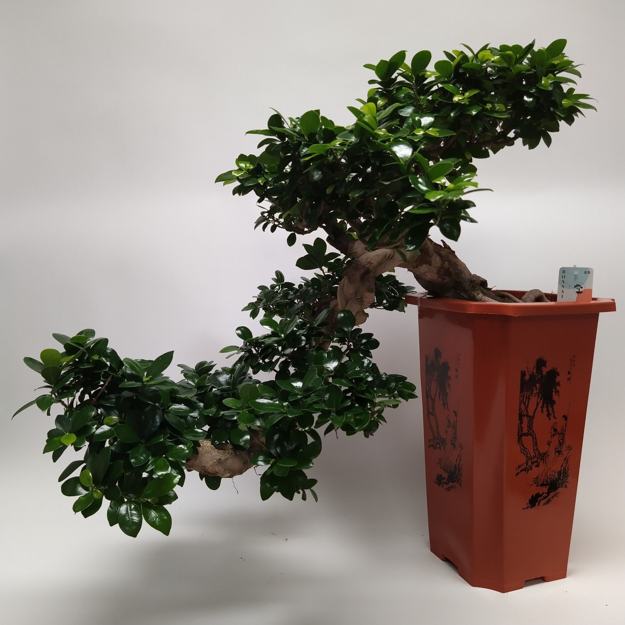 Ficus Ginseng Cascade Bonsai 30 cm, D 30 cm