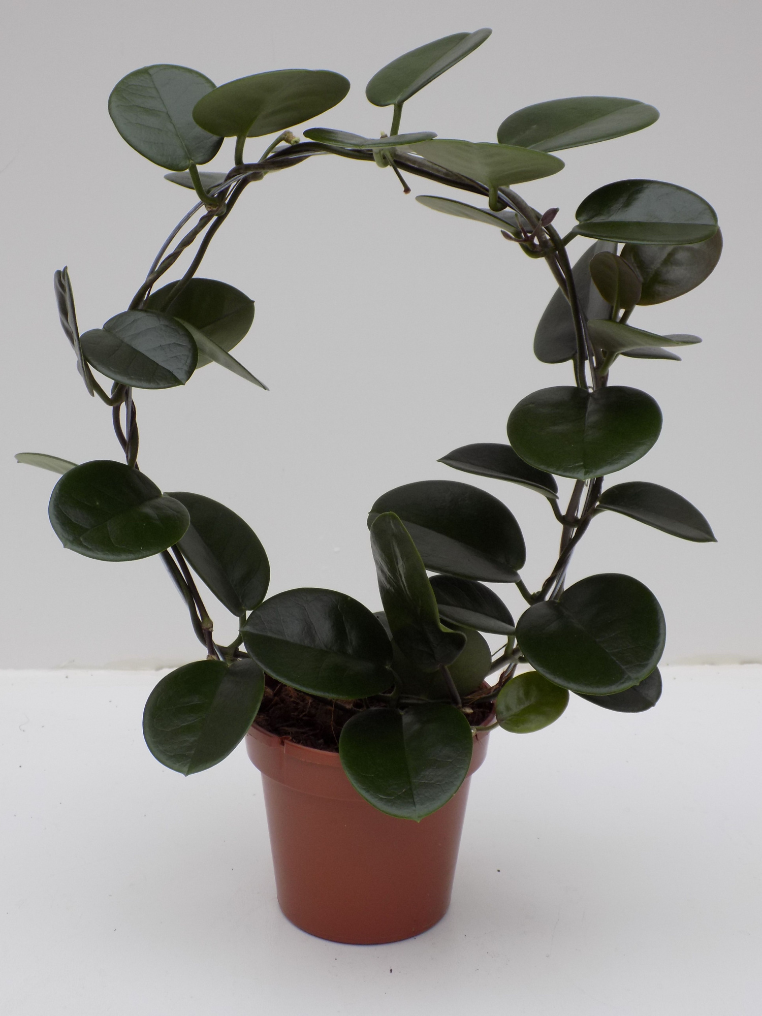 Hoya australis Boog, D 12 cm