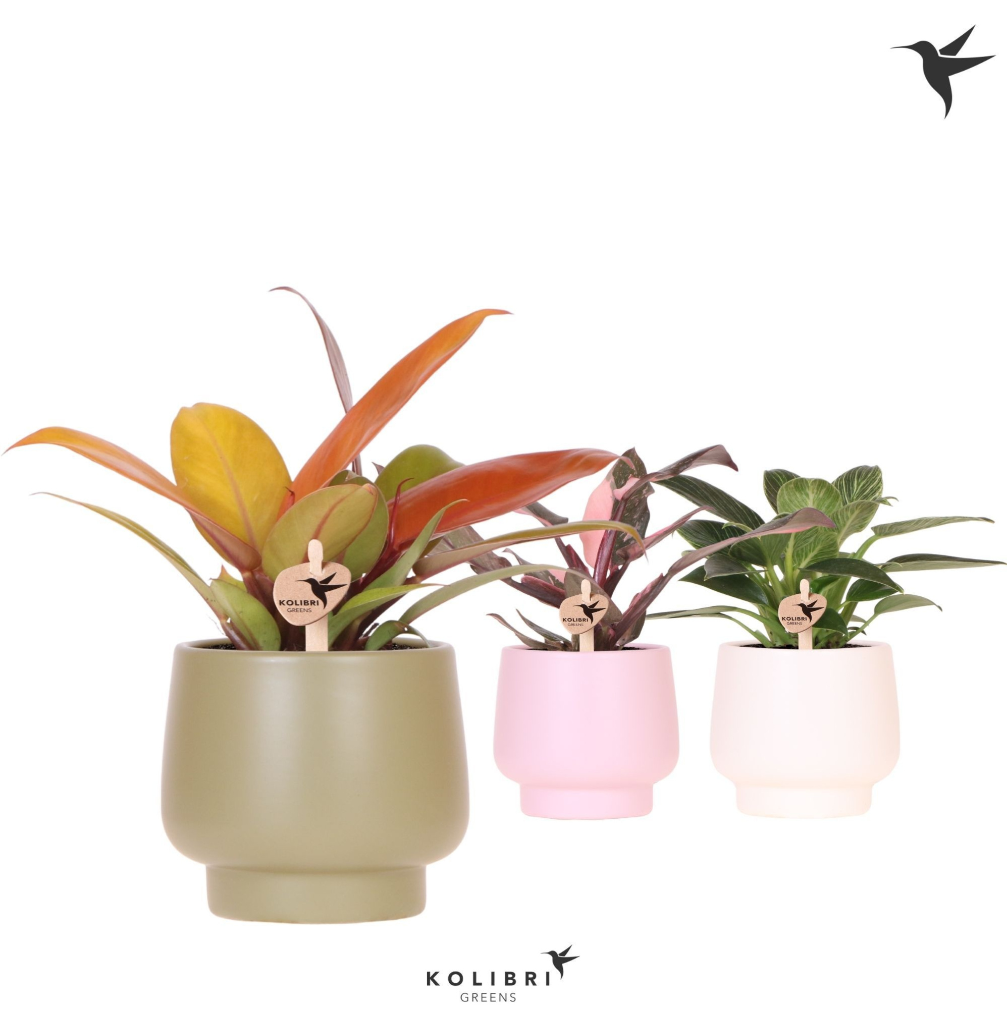 Kolibri Greens Philodendron mix in Scandic pot mix, D 9 cm