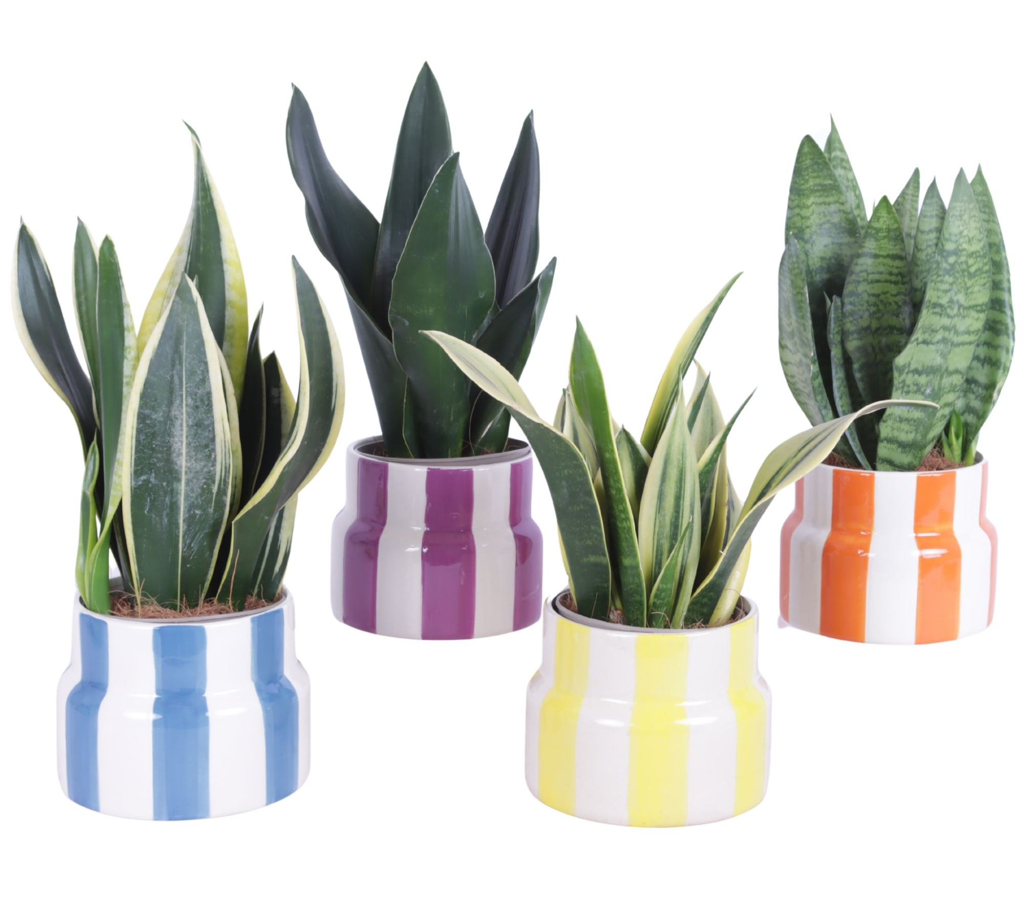 Sansevieria mix Ø12cm in Ø15cm Ceramic EV563, D 15