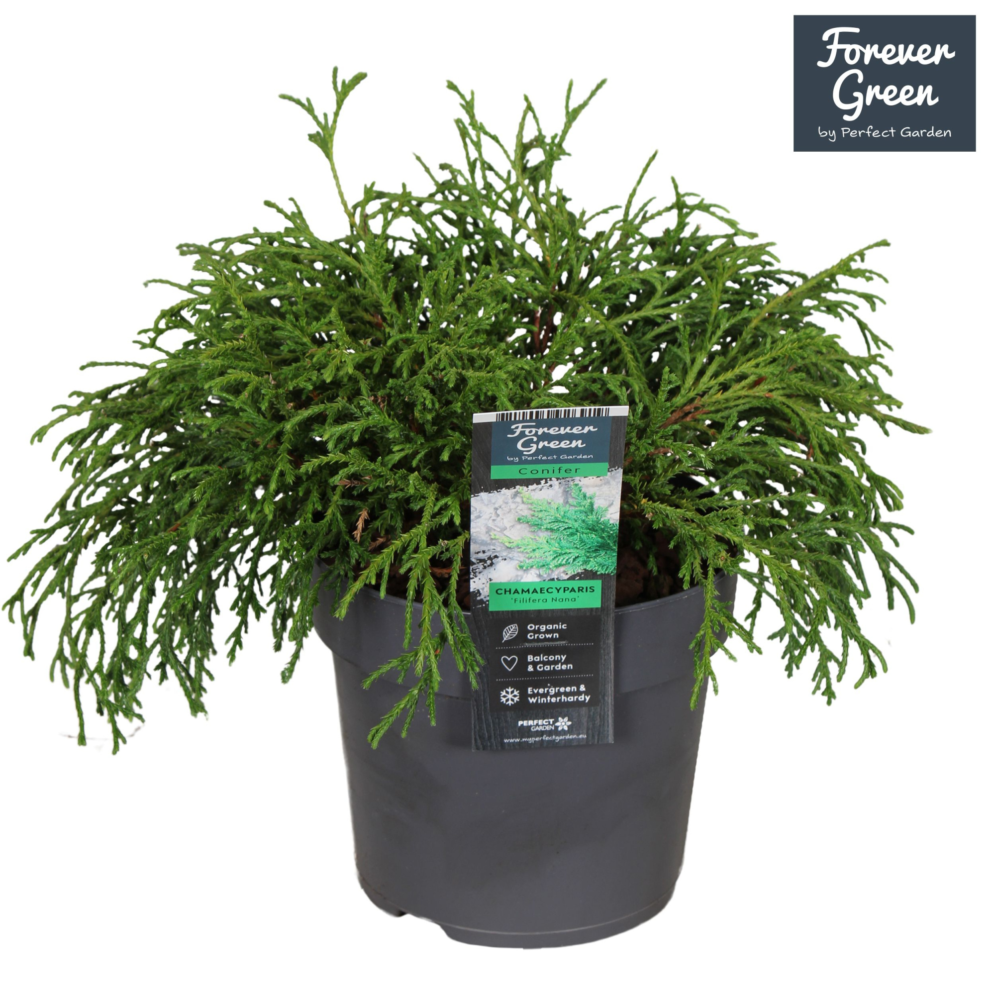 Chamaecyparis pisifera 'Filifera Nana' P14, D 14