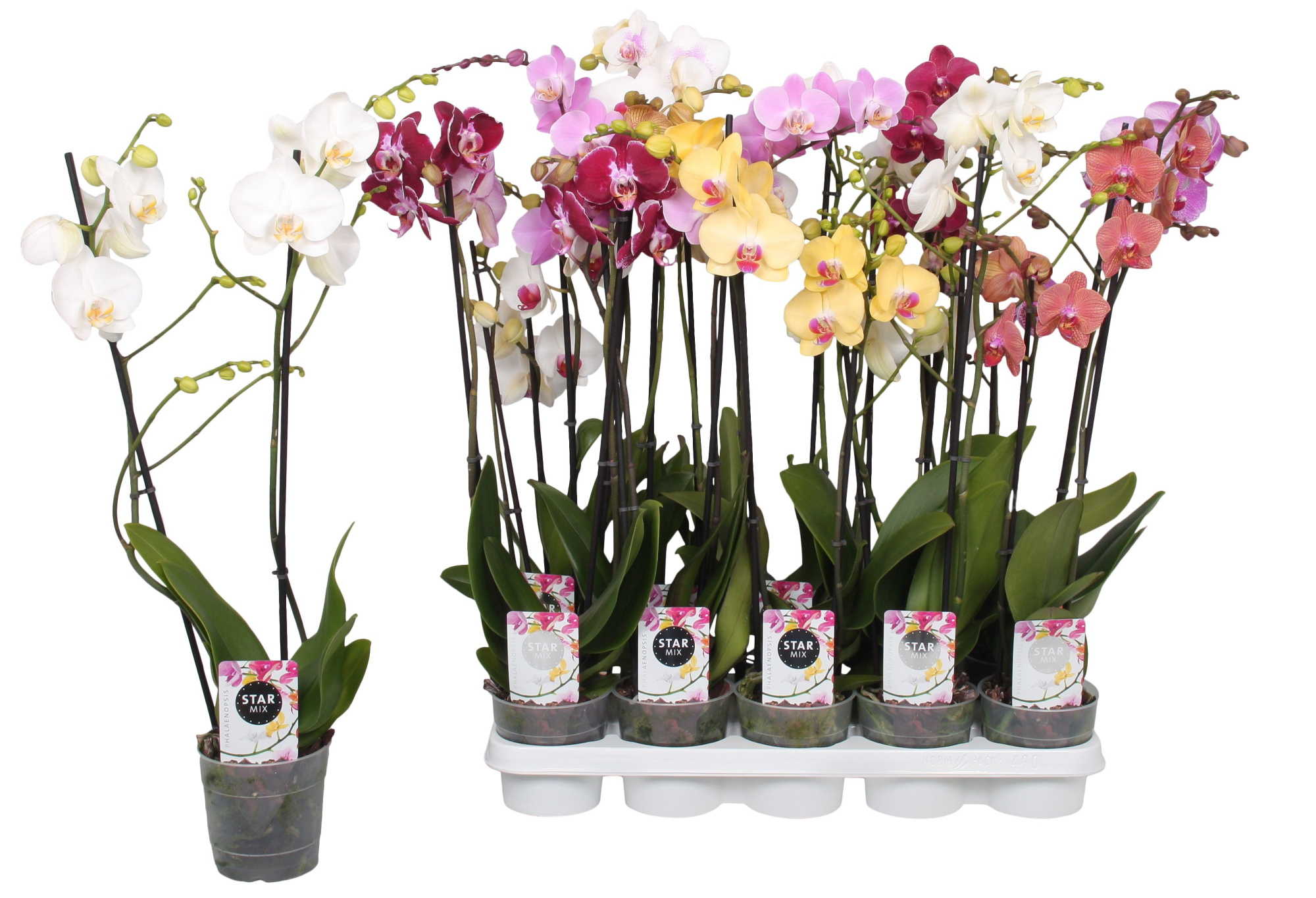 Phalaenopsis Star Mix, 2-spike 12+, D 12