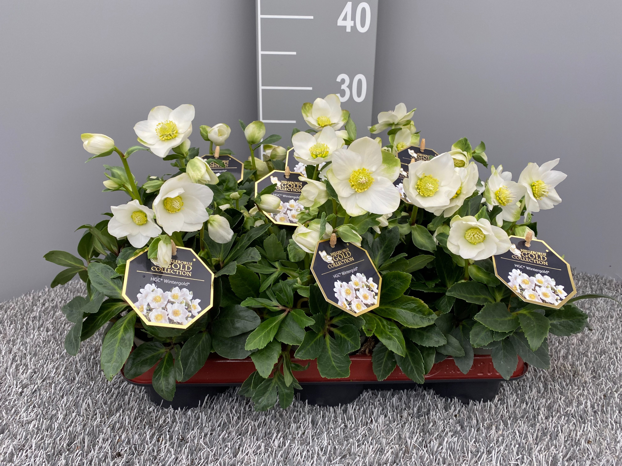 HGC® Wintergold®, D 10,5 cm