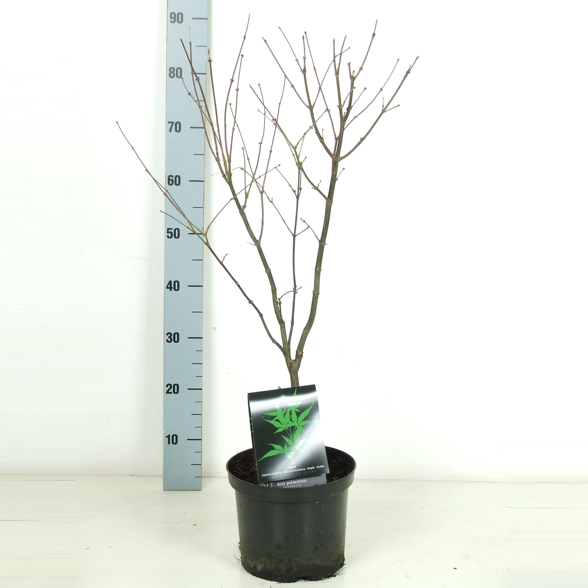 Acer palmatum 'Osakazuki' P23 Full CC, D 23
