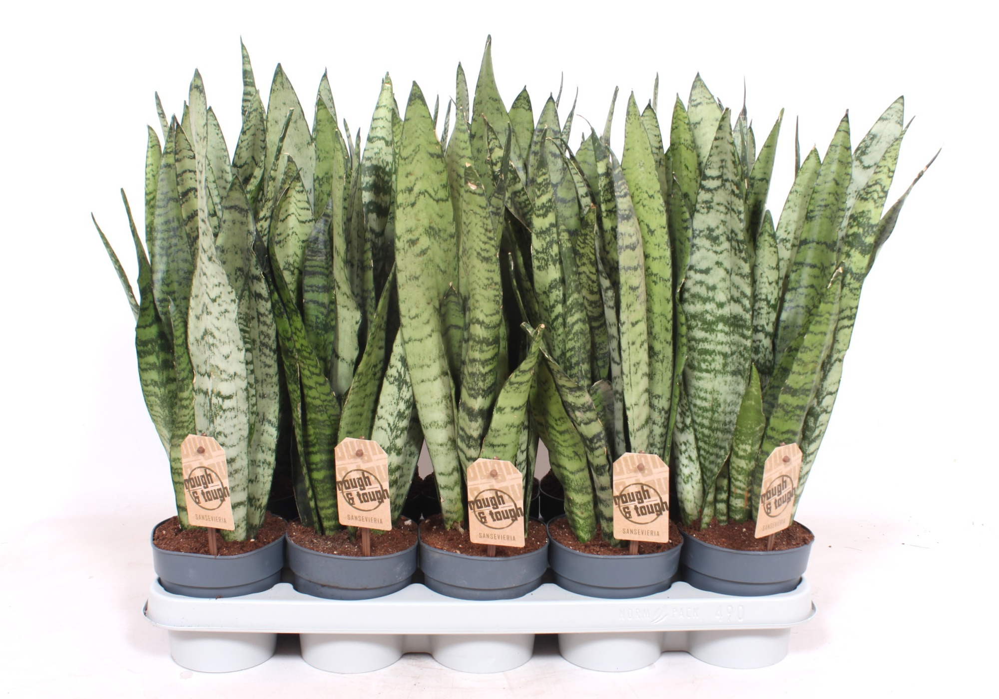 Sansevieria zeylanica XL, D 12 cm