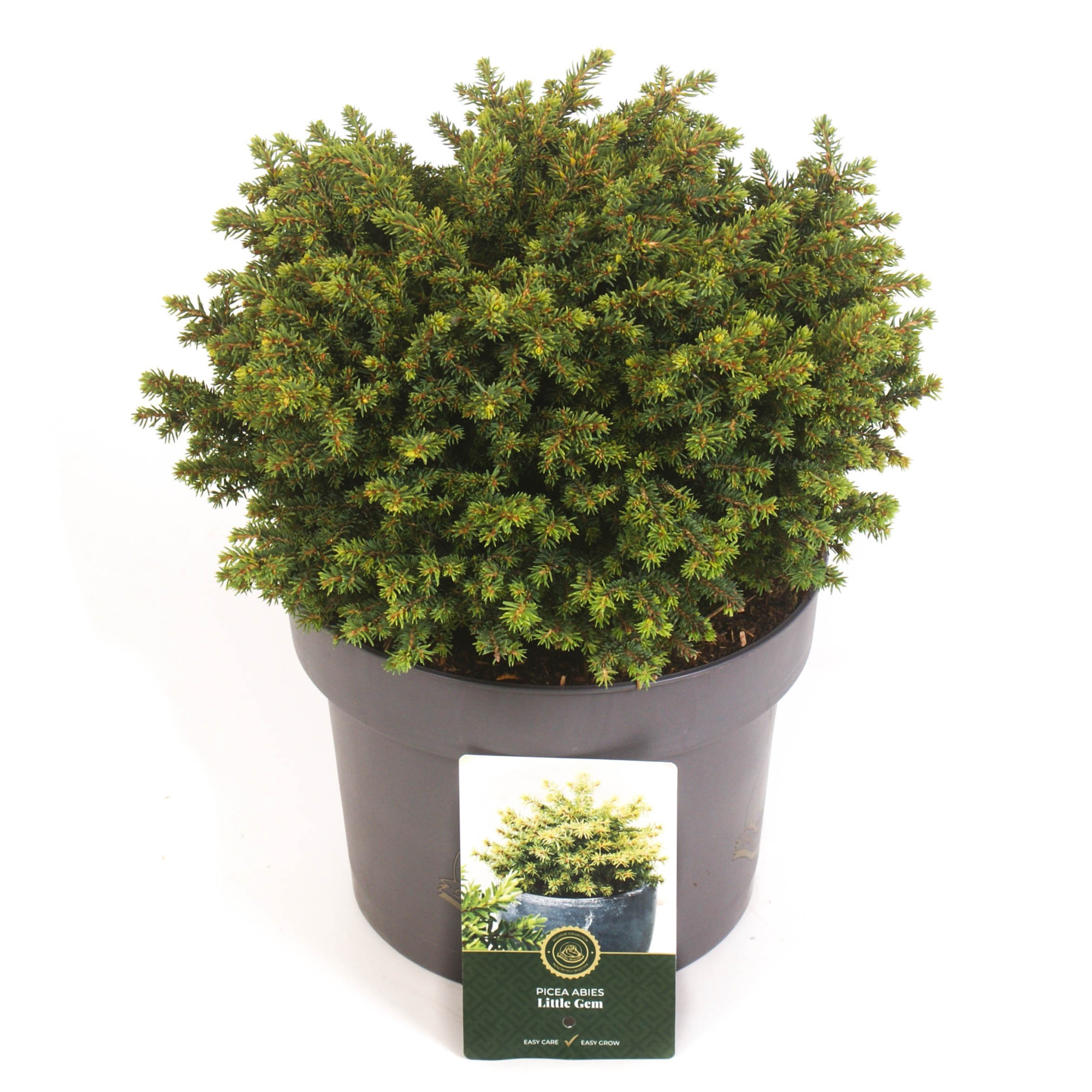 Picea a. 'Little Gem', D 23 cm