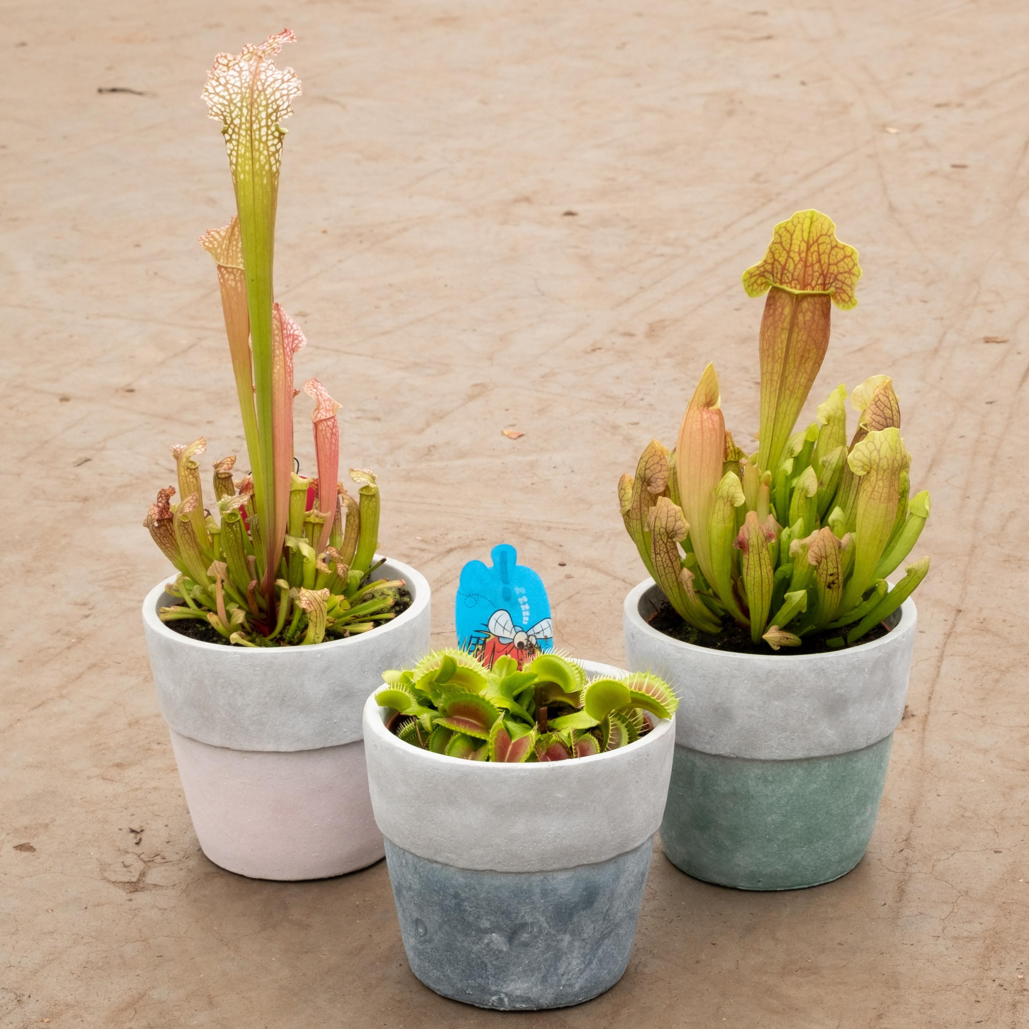 Vleesetende planten mix, D 12