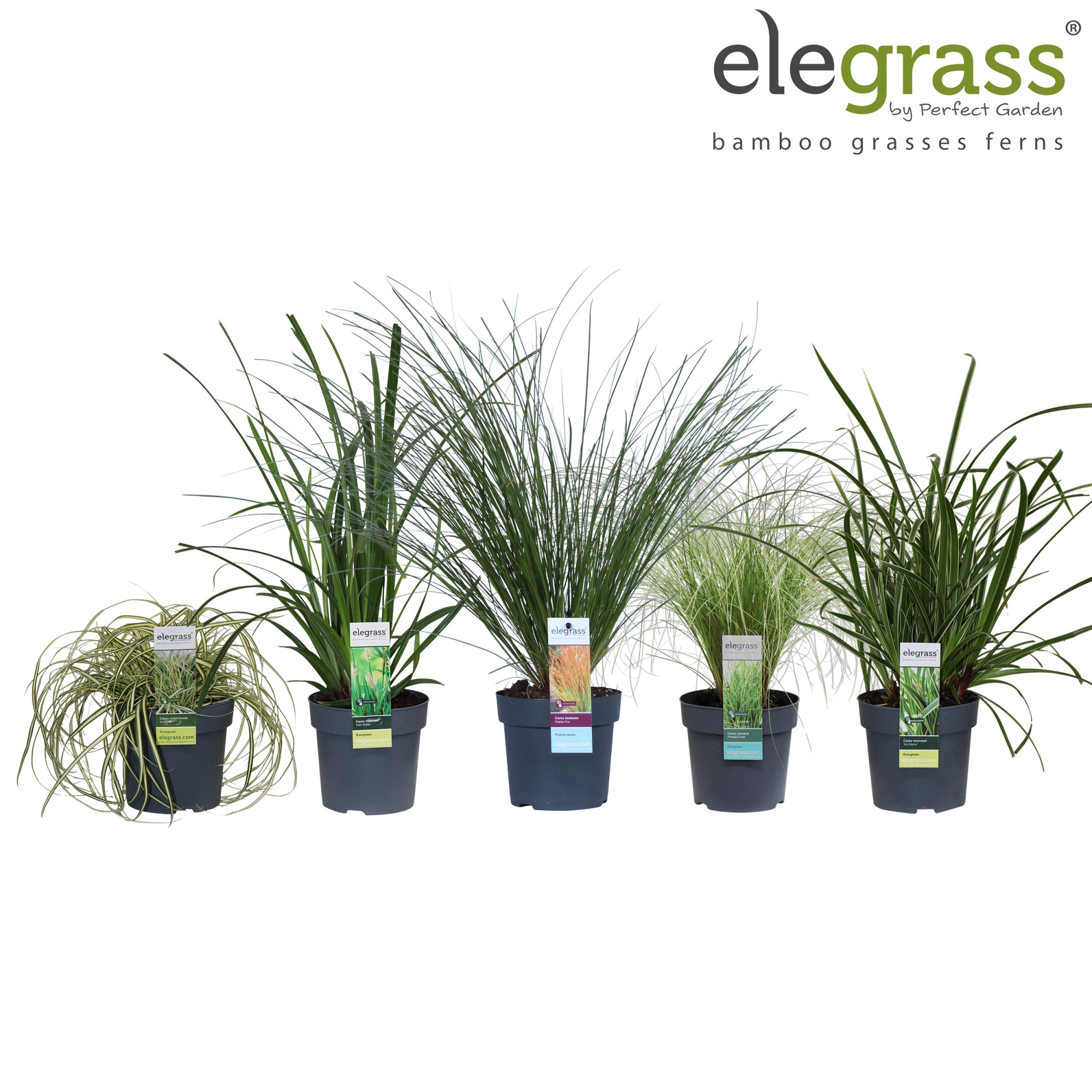 Carex mix laag P14, D 14 cm