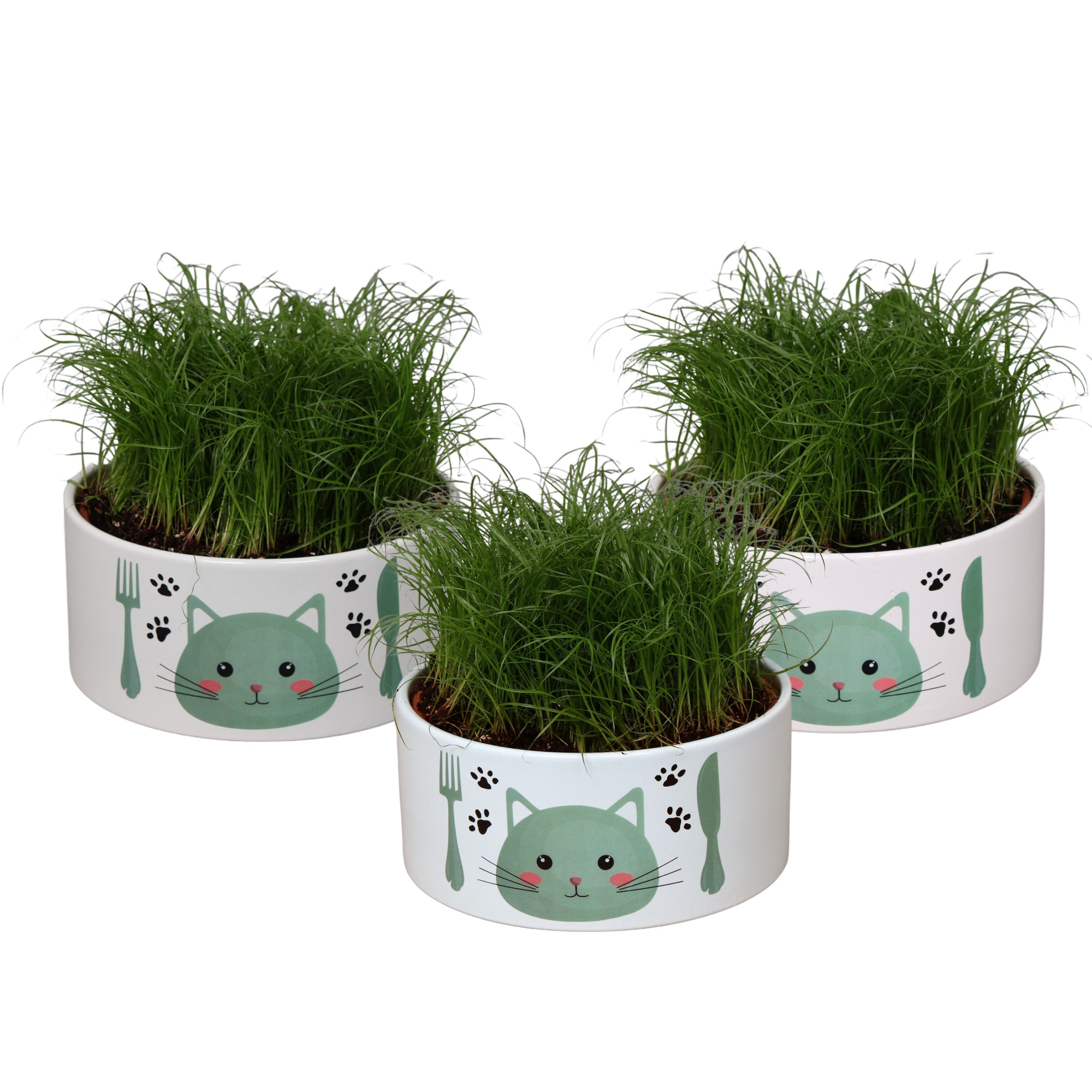 Kattenvoerbak in 3 kleuren met Cyperus alternifolius Zumula, D 16 cm