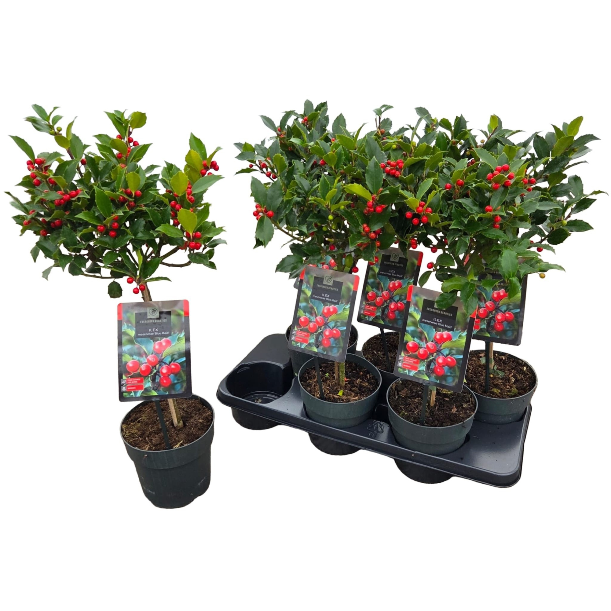 Ilex meserveae 'Blue Maid', D 15