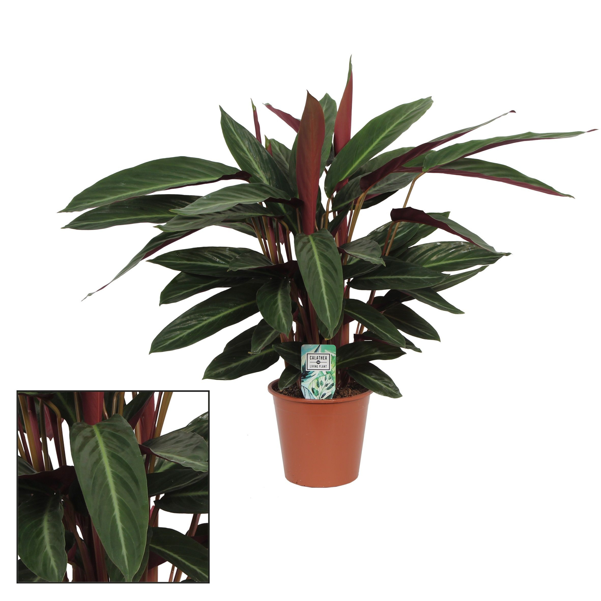 Calathea 17cm Stripestar, D 17 cm