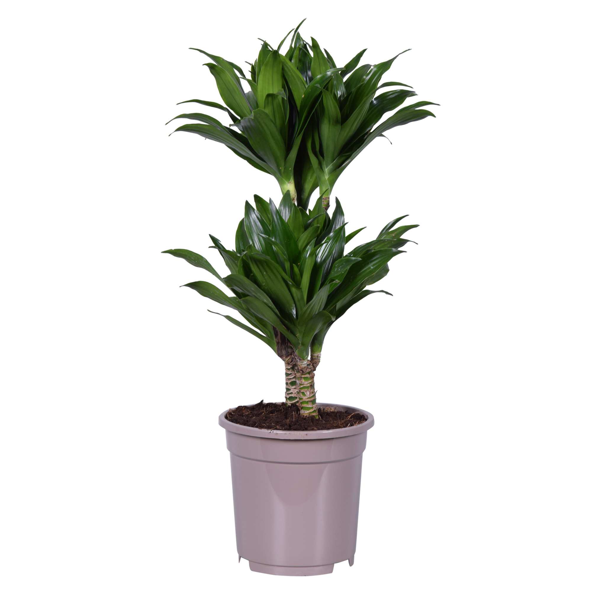 Dracaena deremensis compacta 30-10, D 17 cm