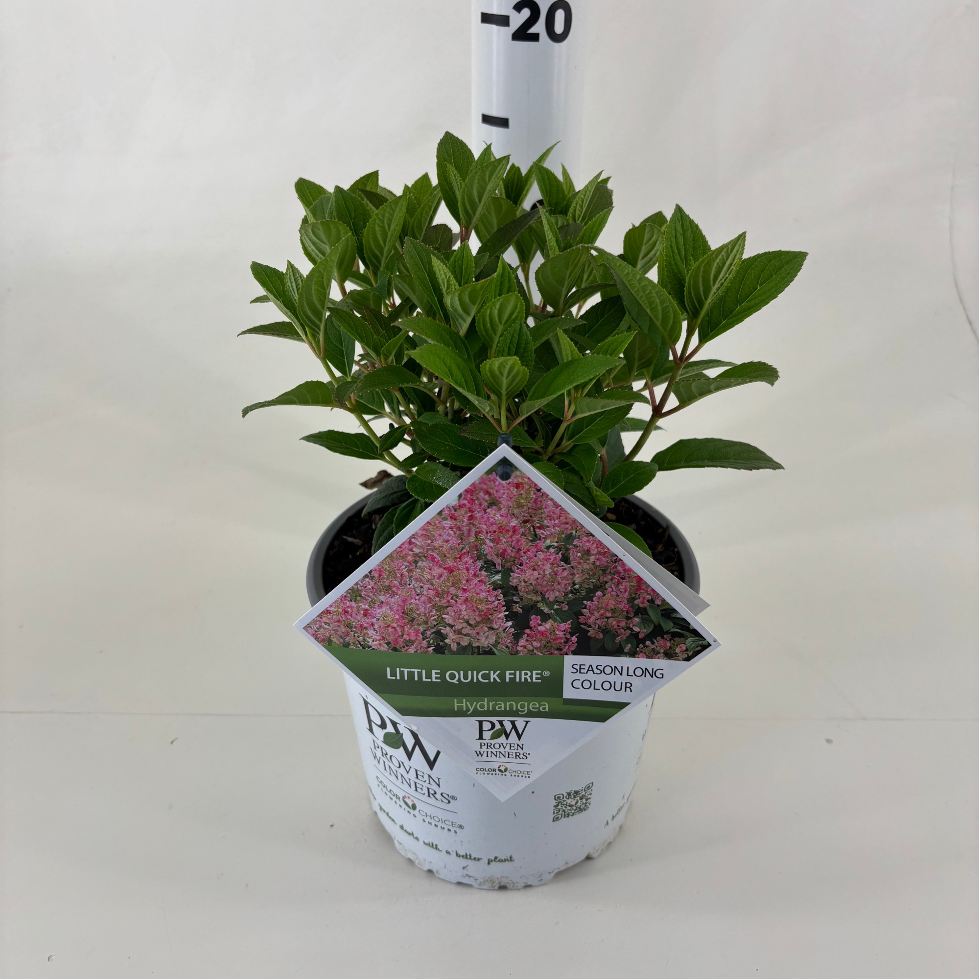 Hydrangea pan. 'Little Quick Fire' ®, D 19 cm