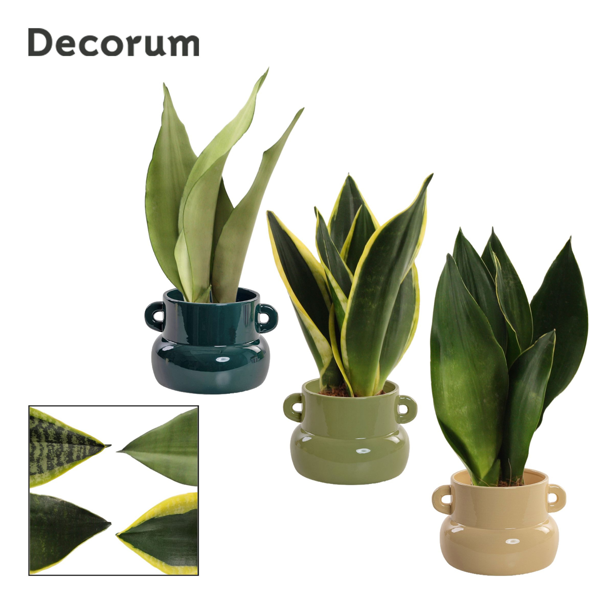 Sansevieria Super Mix 9 cm in Lucy (Top blend-collection), D 9